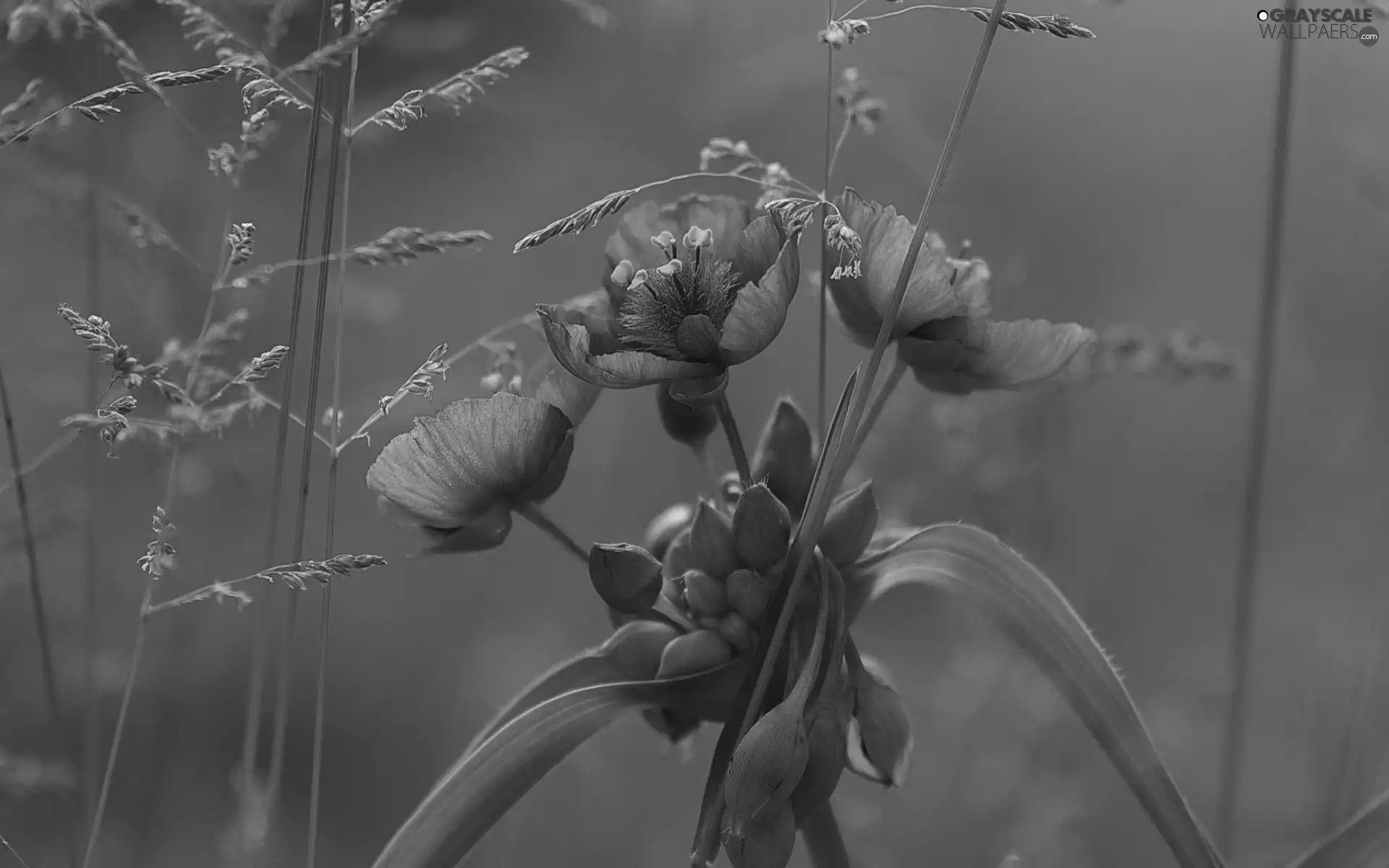 grass, Wildflowers, flowers, purple