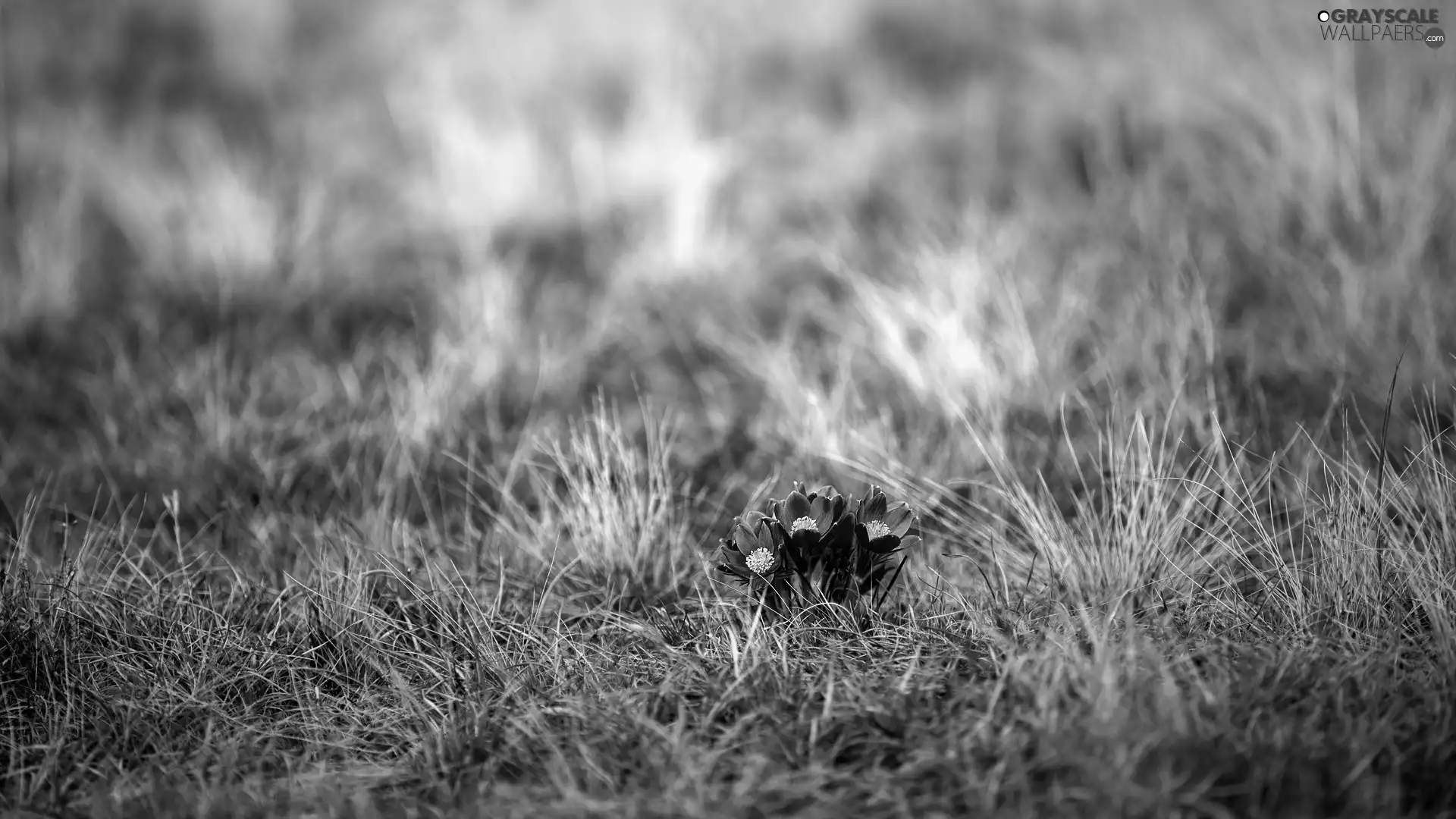 grass, flowers