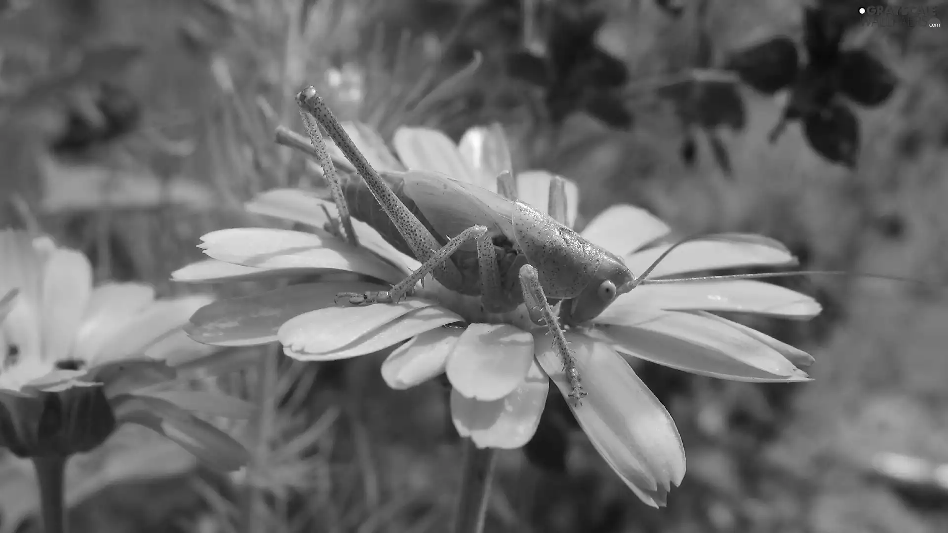 grasshopper, Flowers