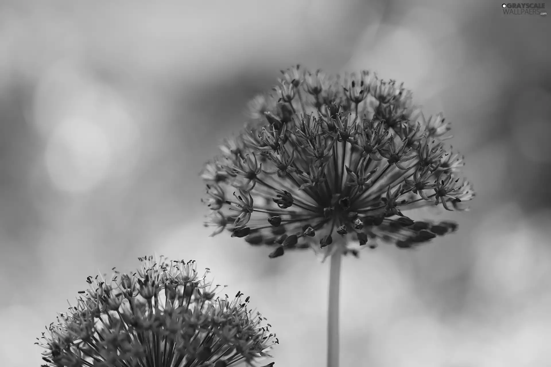 Allium, Flowers, Green Background, purple