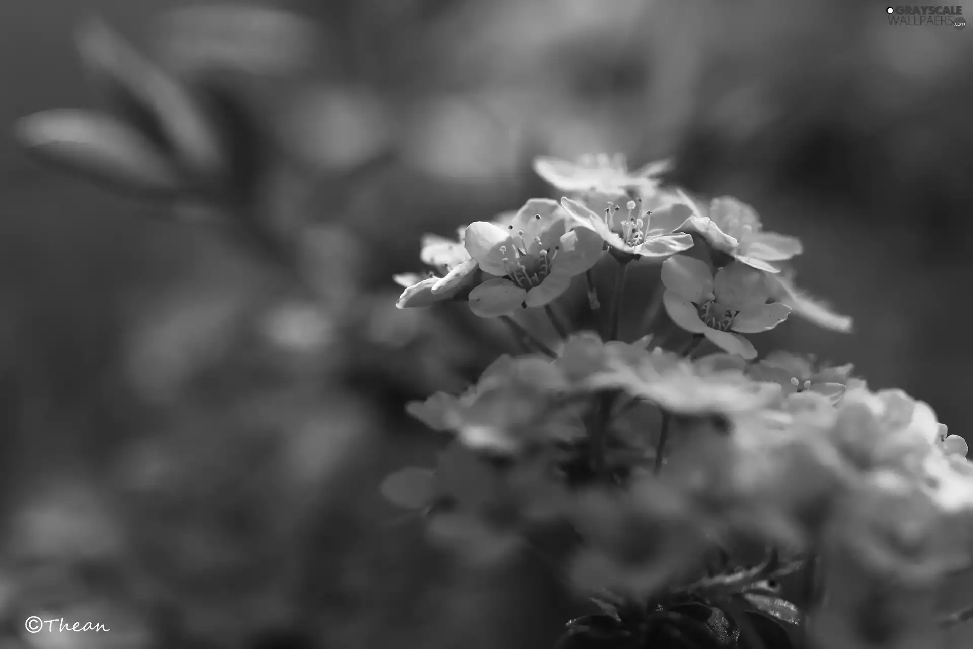 Spiraea Grey, White, Flowers, Bush