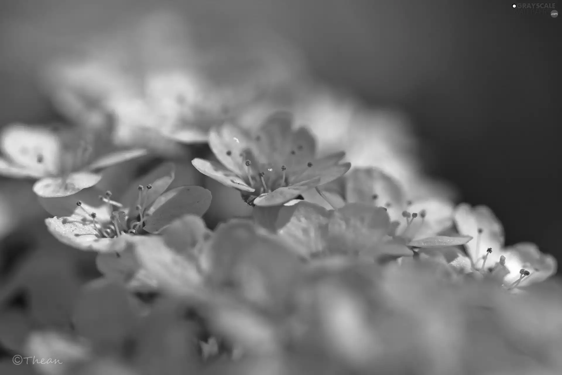 Spiraea Grey, White, Flowers, Bush