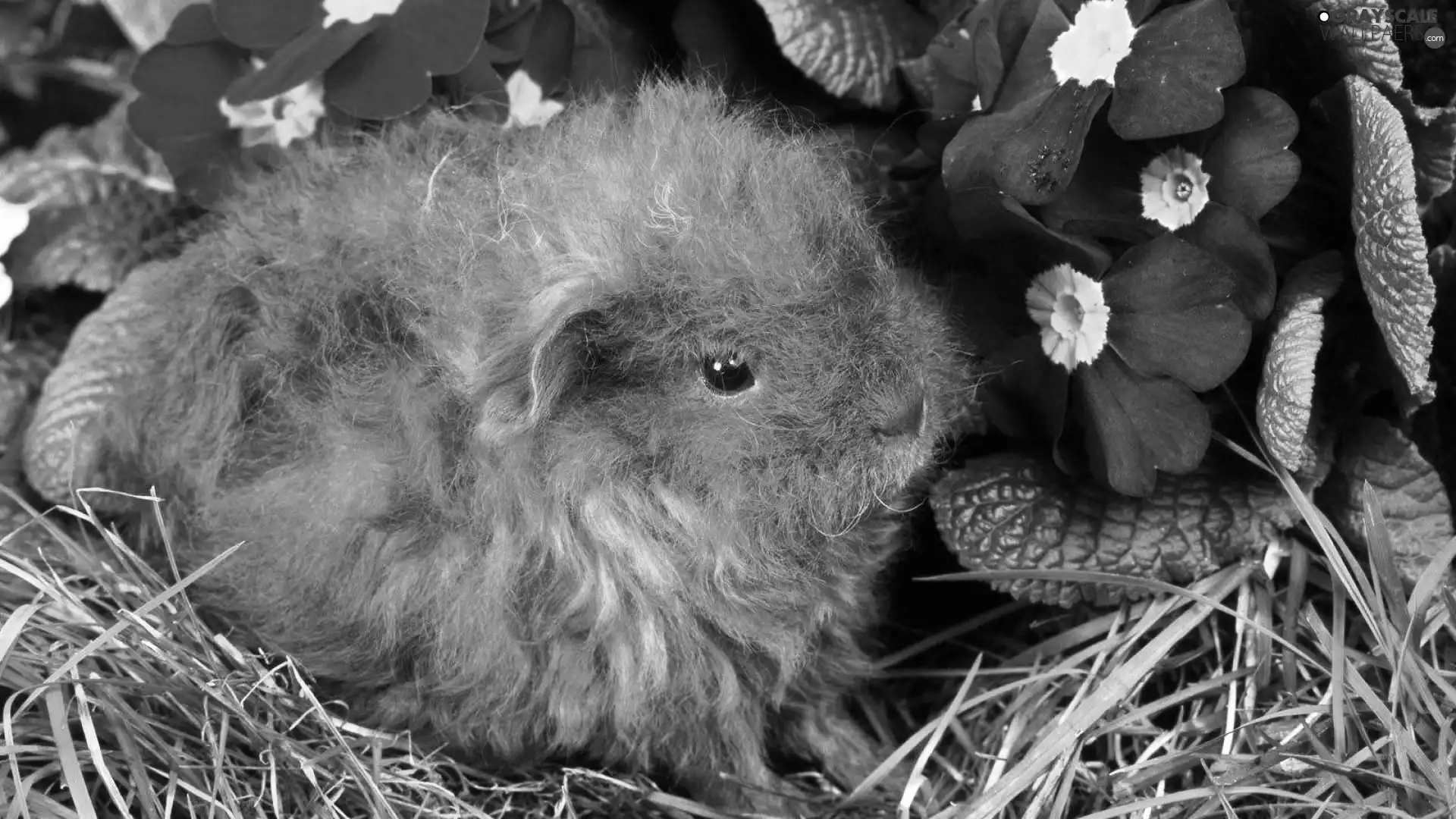 hamster, Flowers