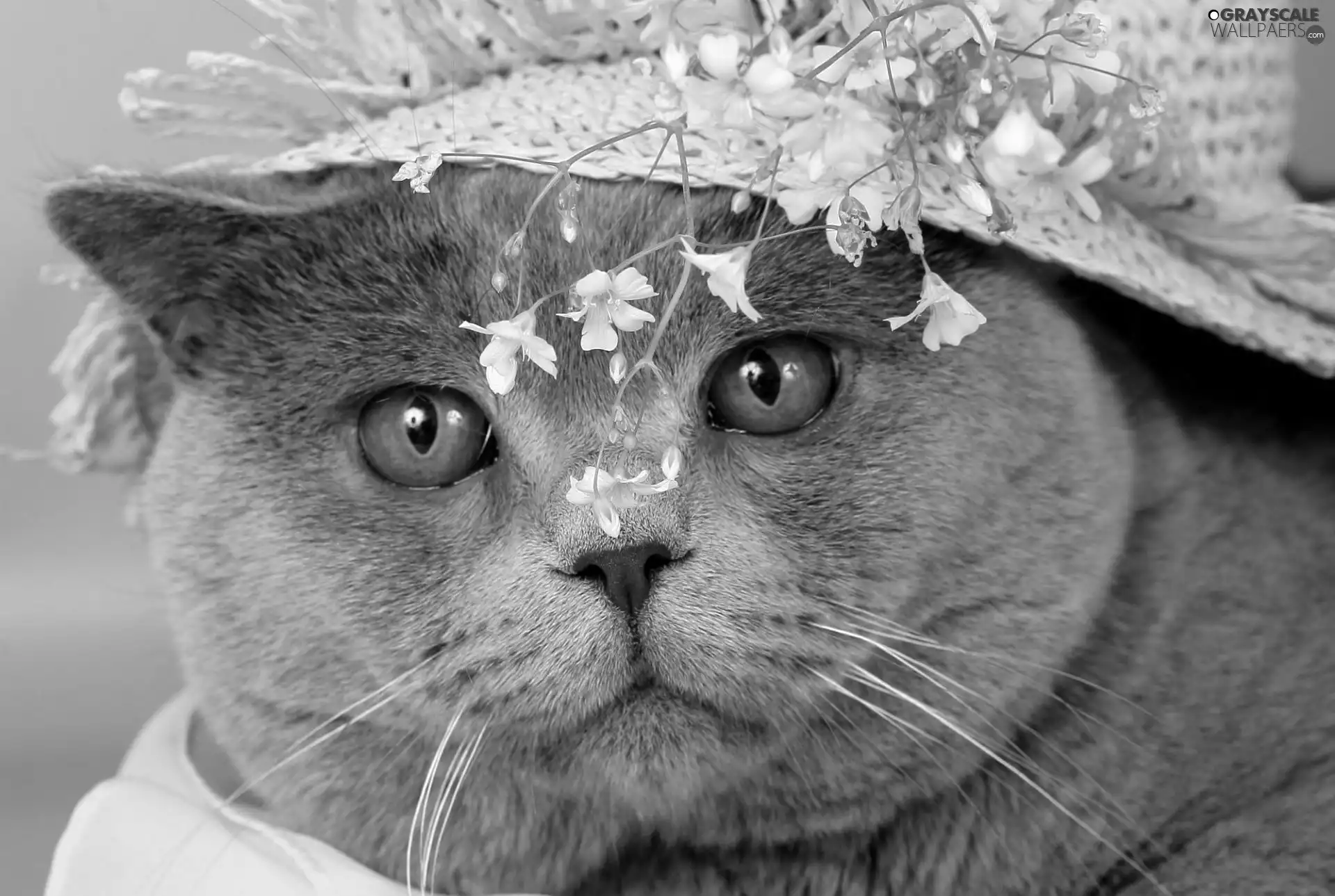 Flowers, cat, Hat
