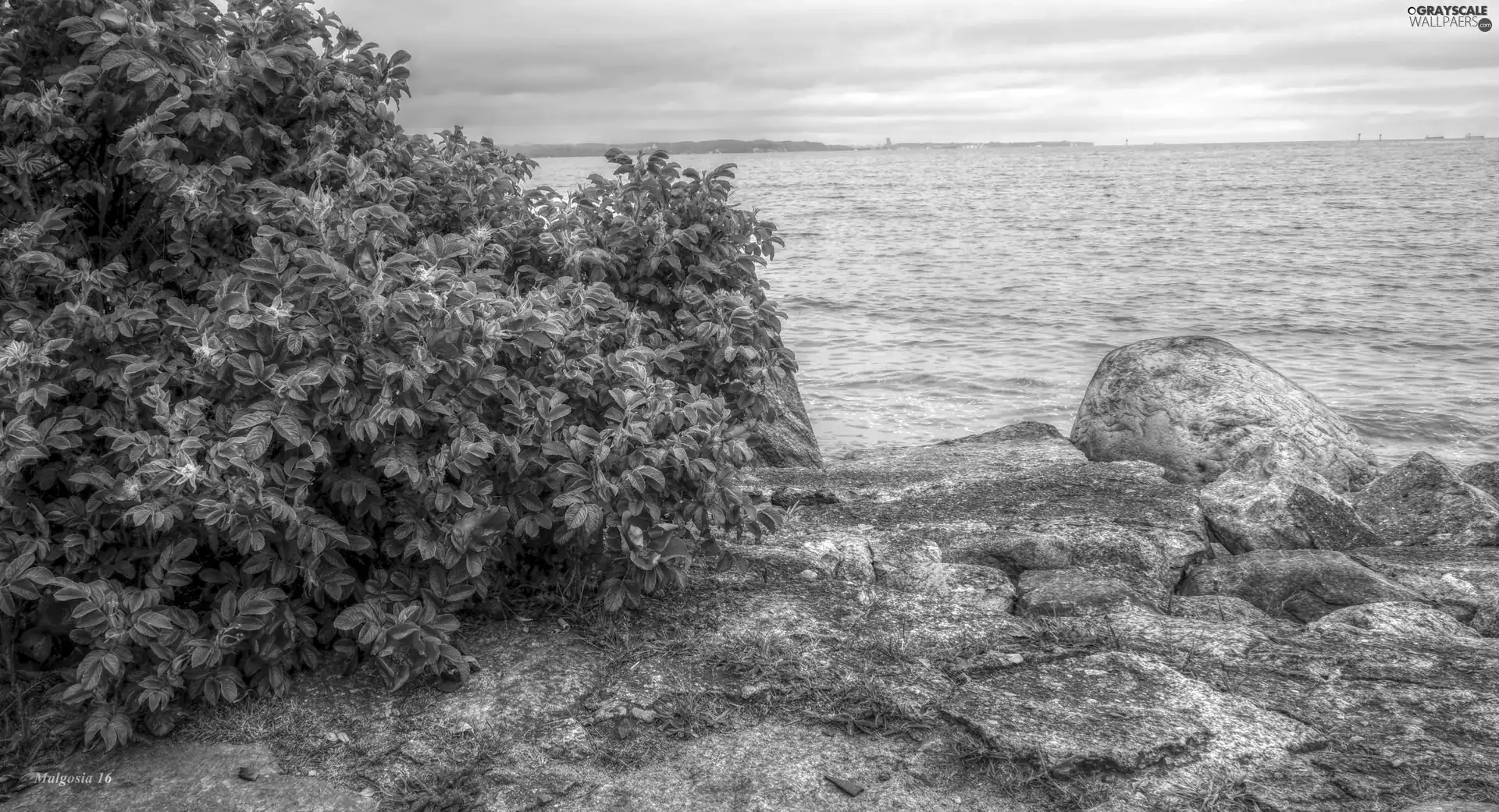 Stones, sea, Flowers, HDR, Briar, water