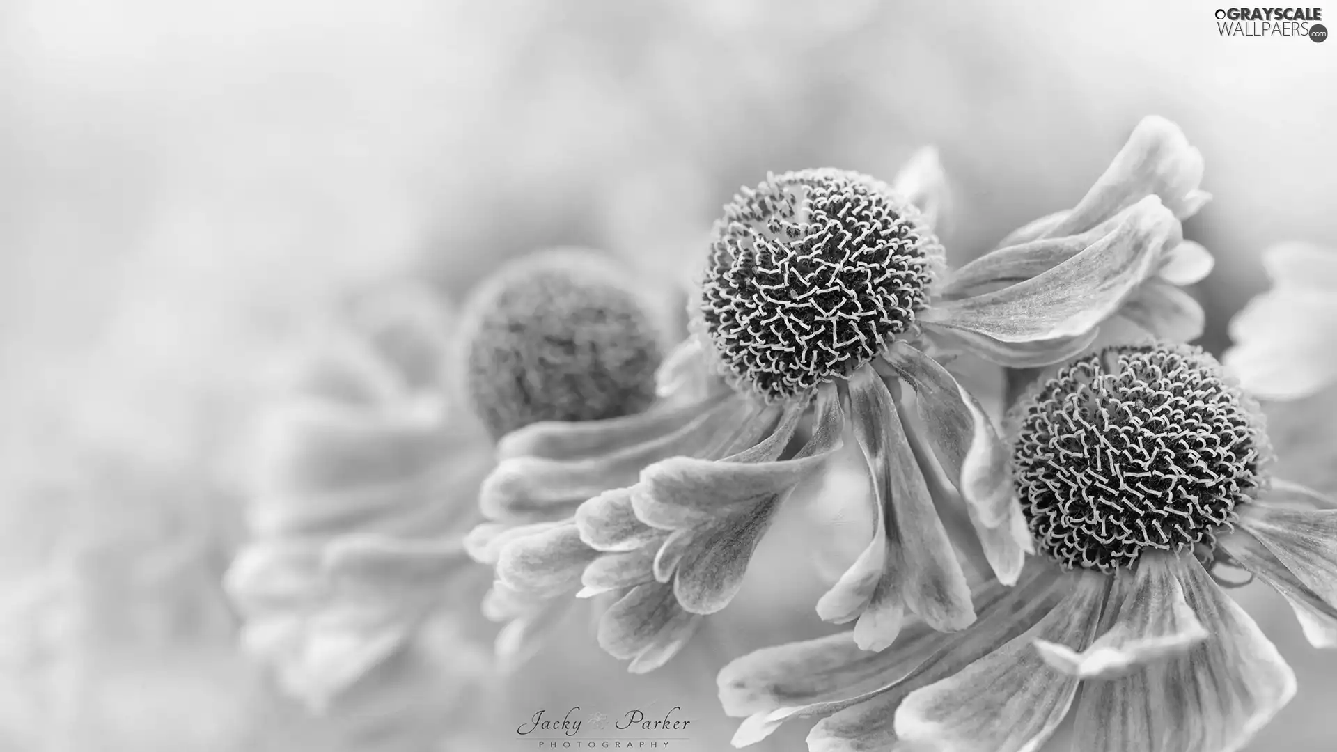 Helenium, Close, Colourfull Flowers