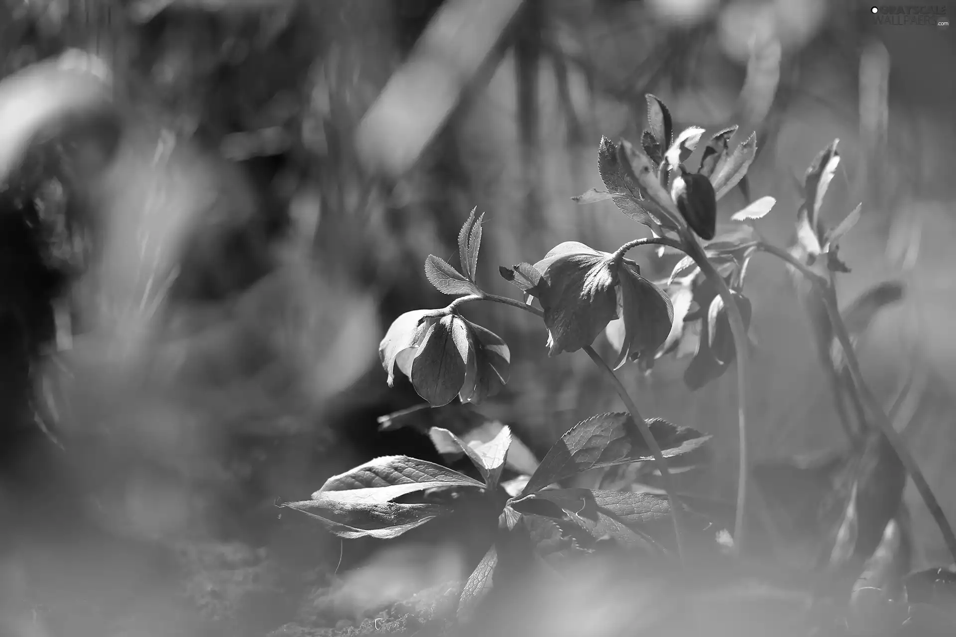 Flowers, claret, Helleborus