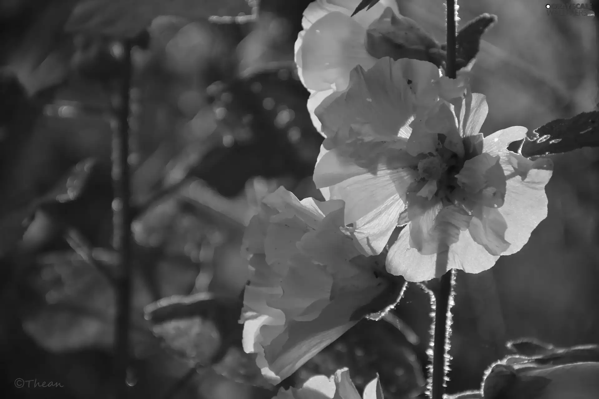 Flowers, White, Hollyhocks