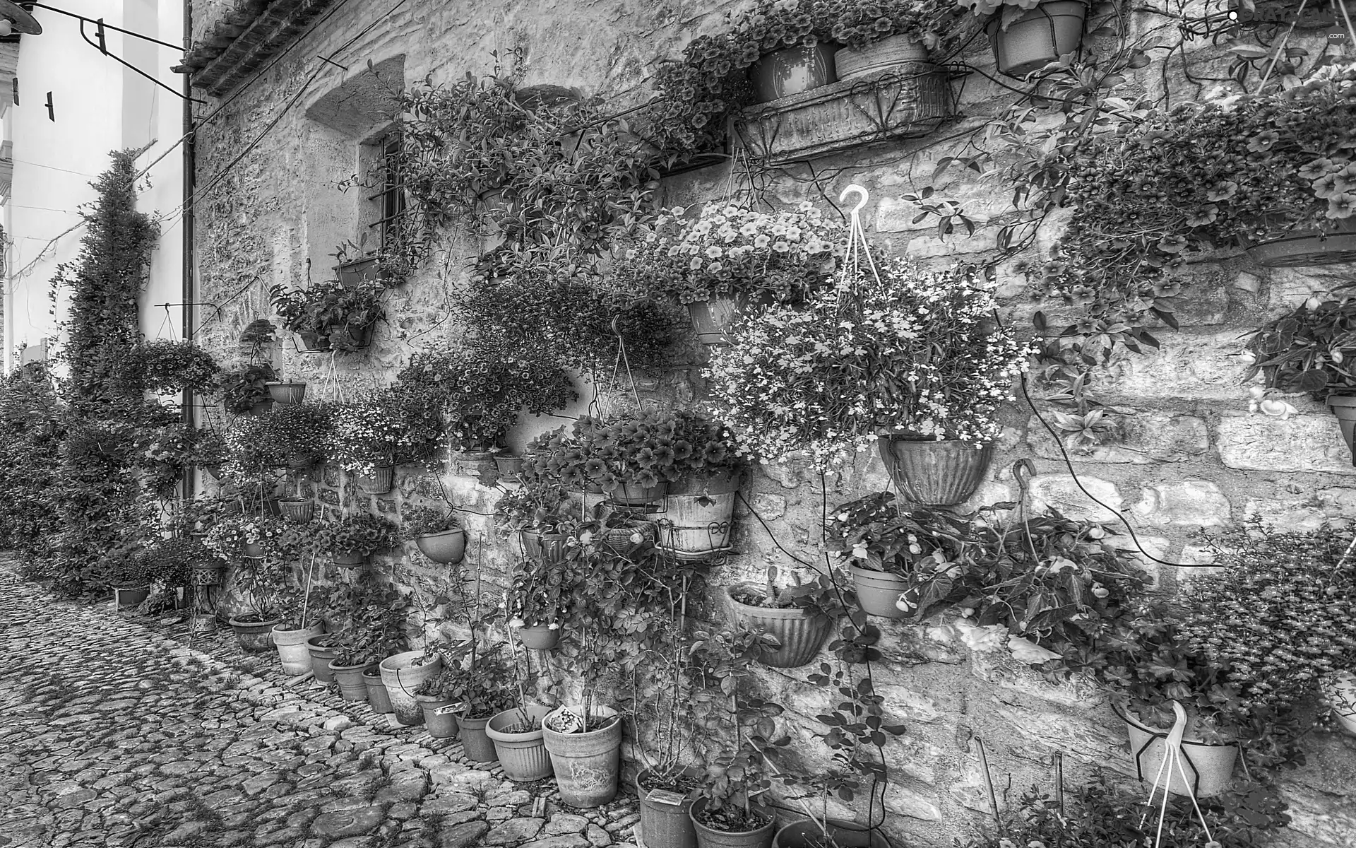 Flowers, Spring, house