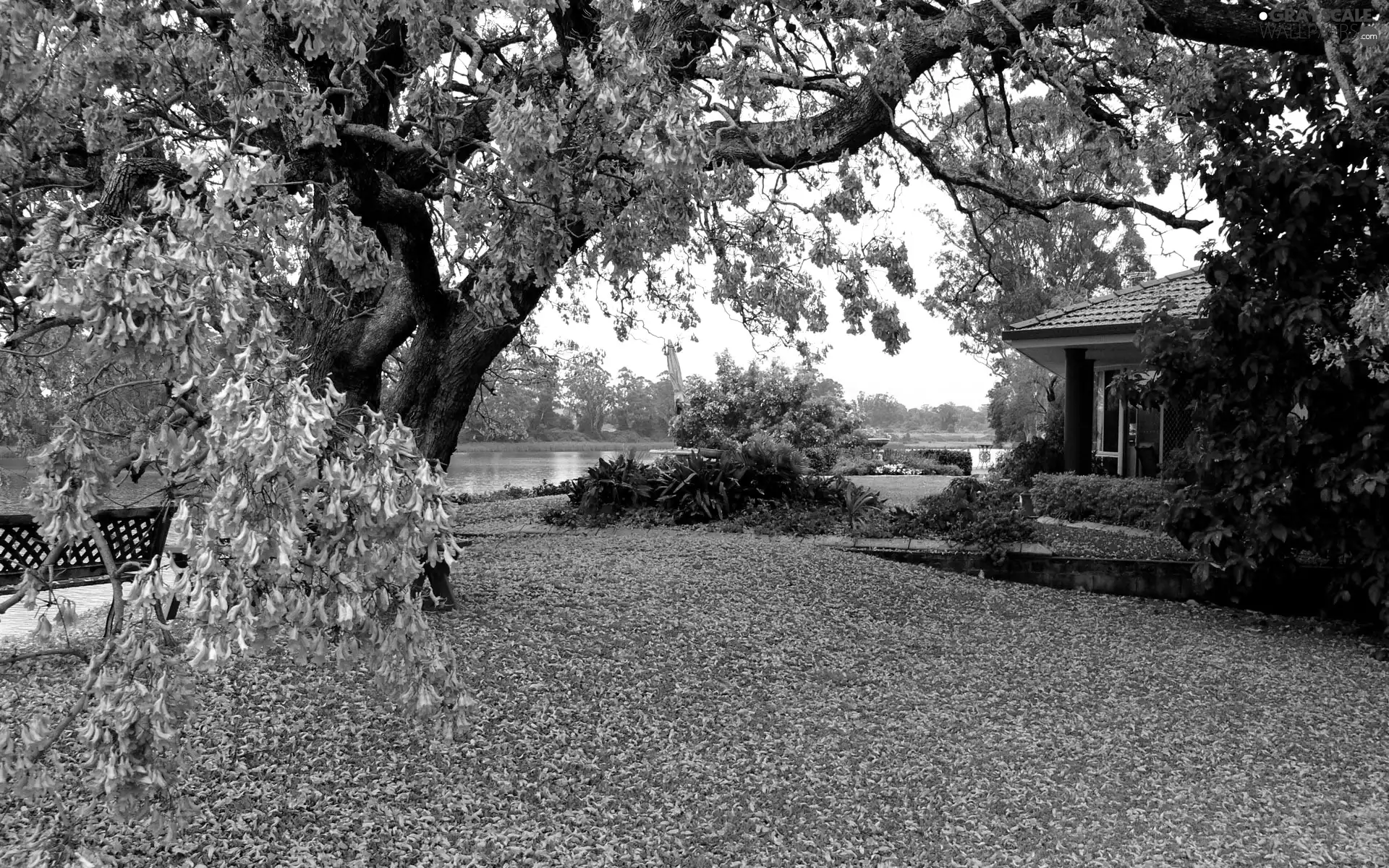 house, trees, Flowers, Garden