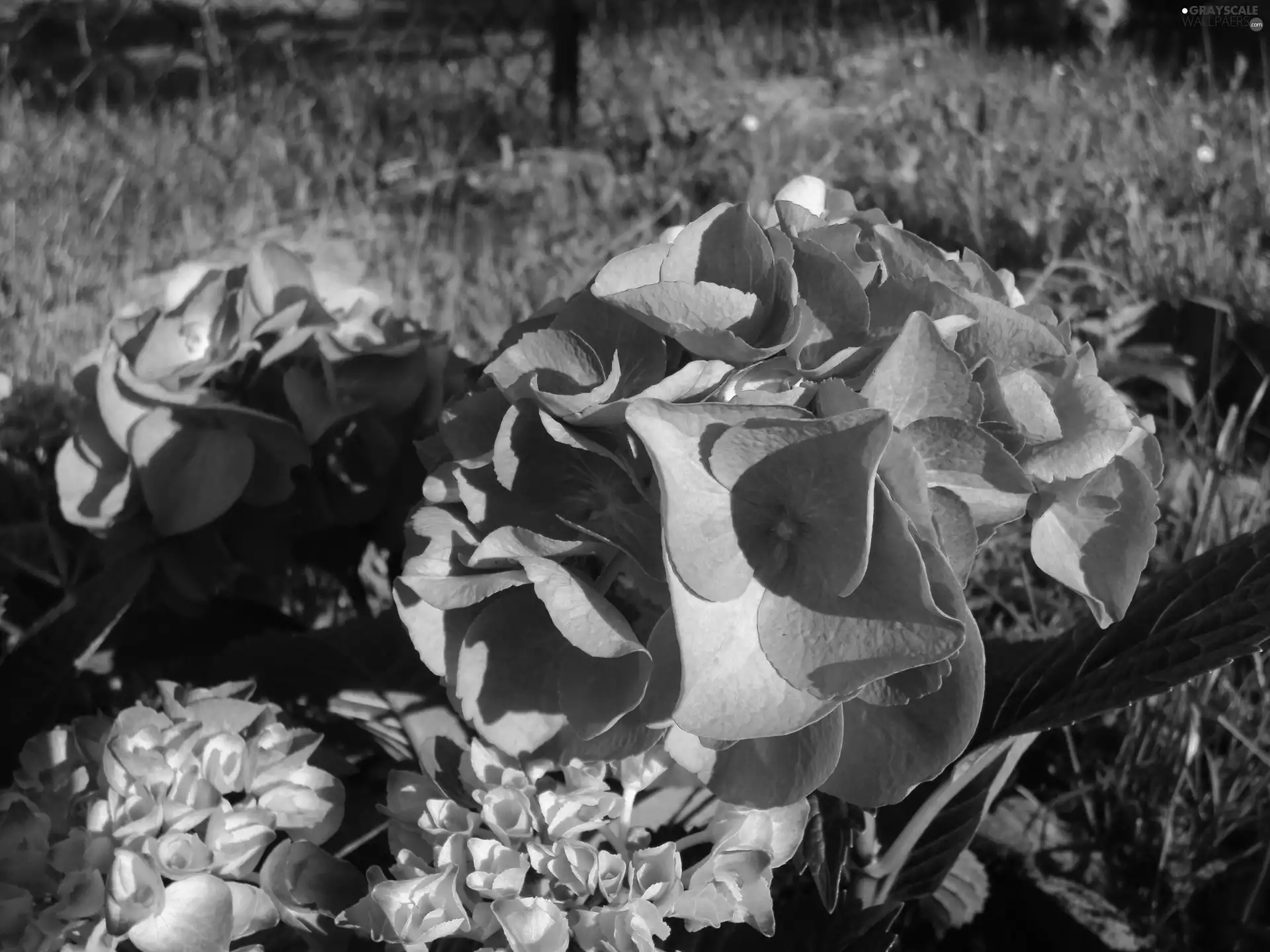 Pink, Hydrangea garden, Flowers