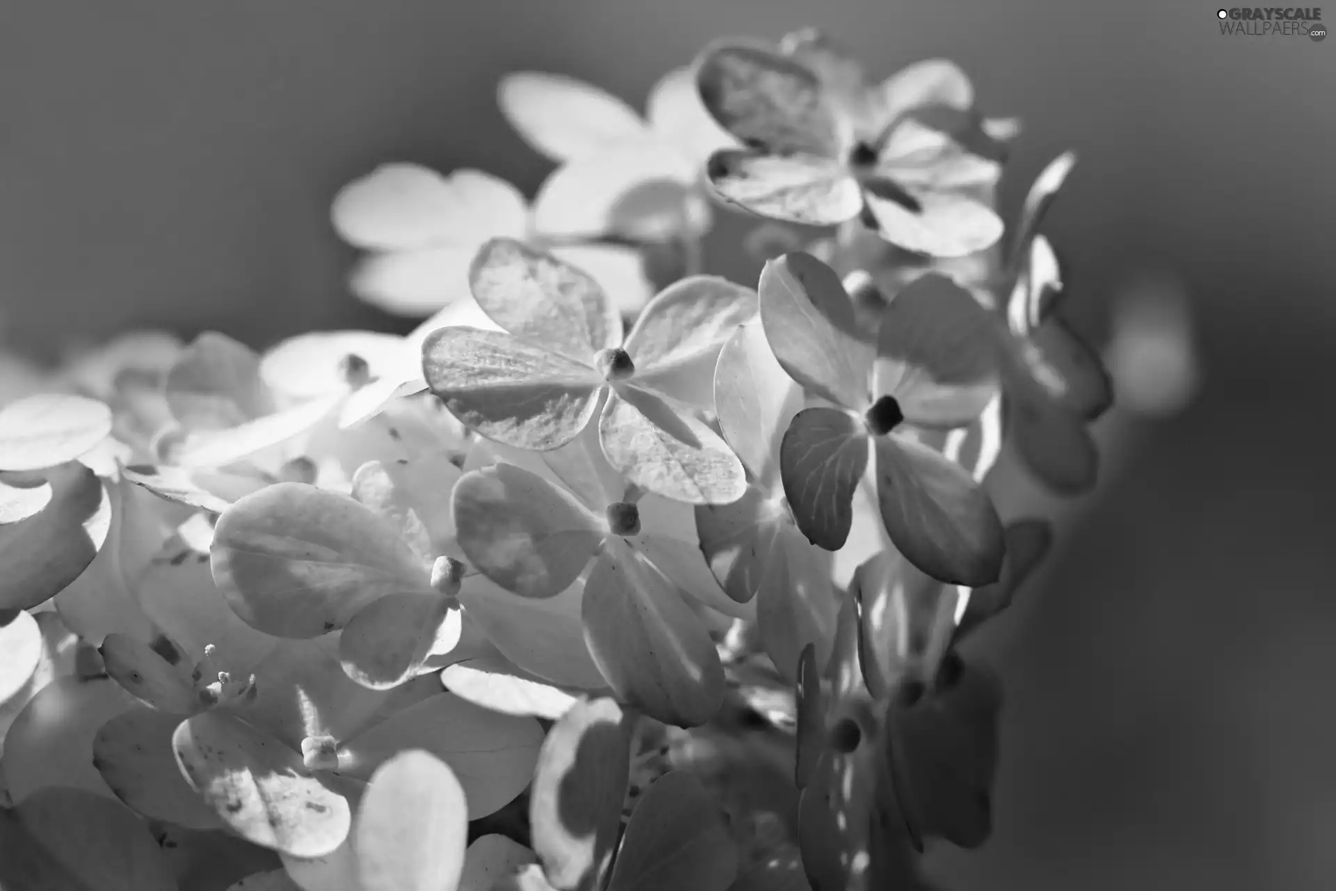 hydrangea, Flowers