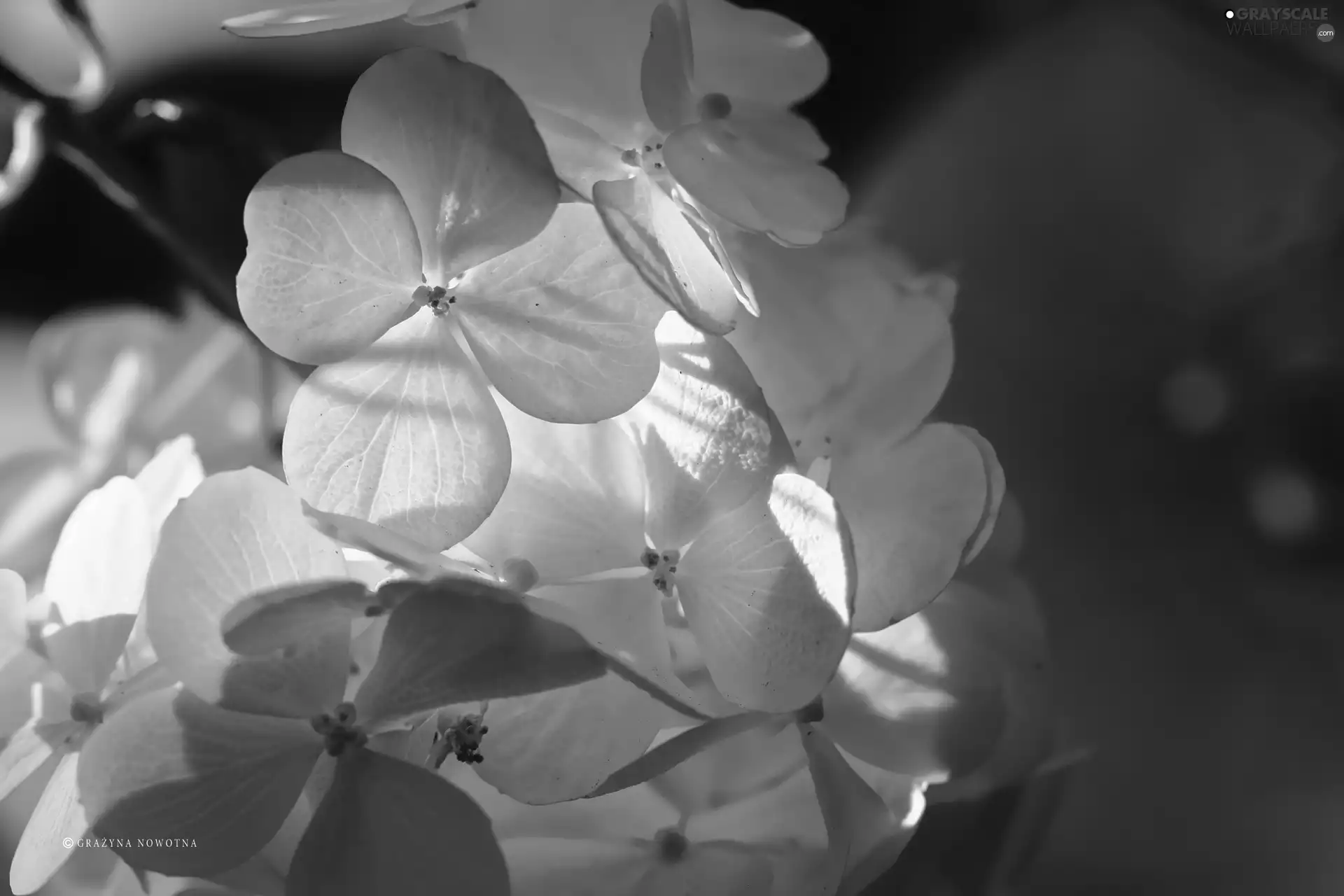 hydrangeas, Flowers