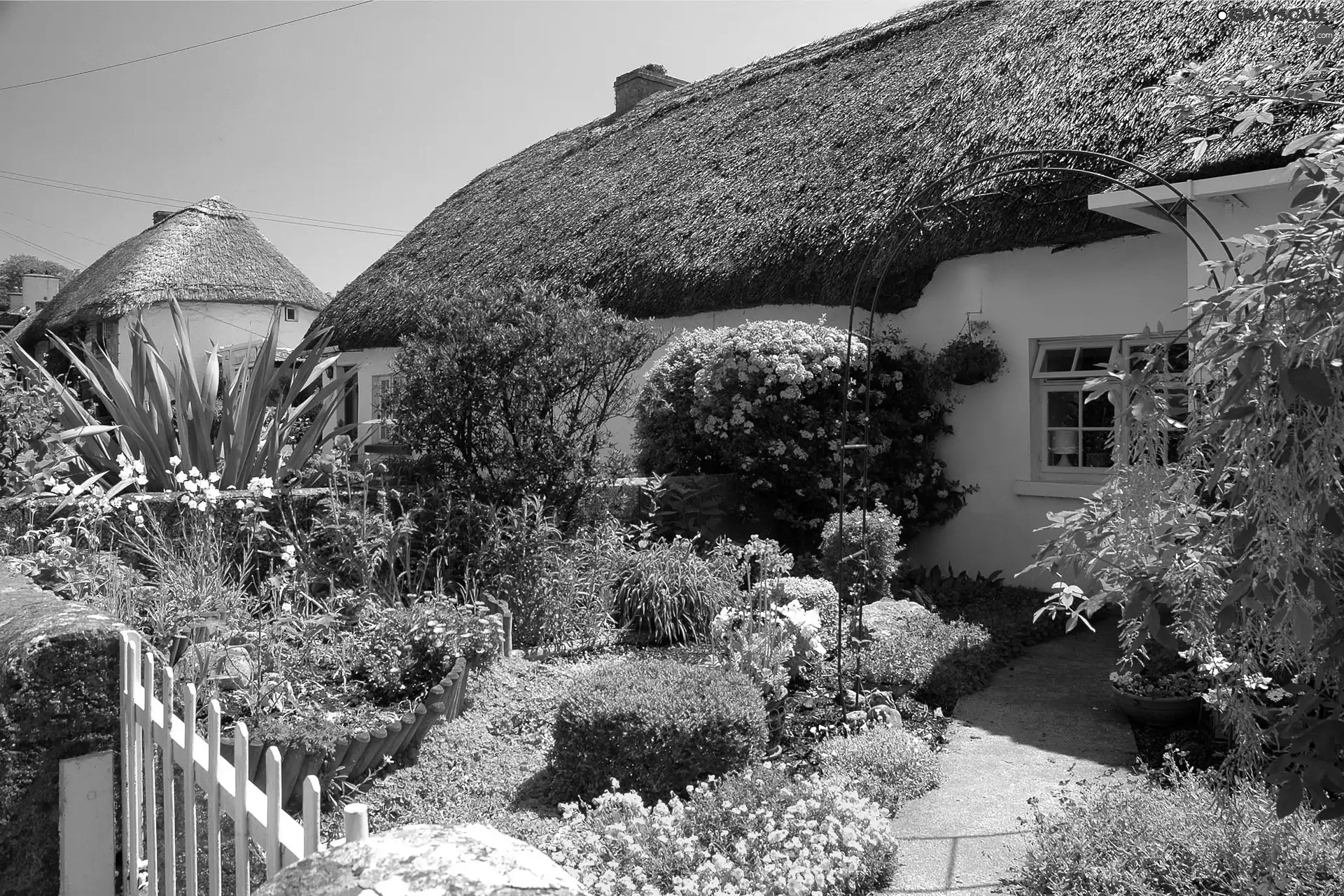 Flowers, house, Ireland