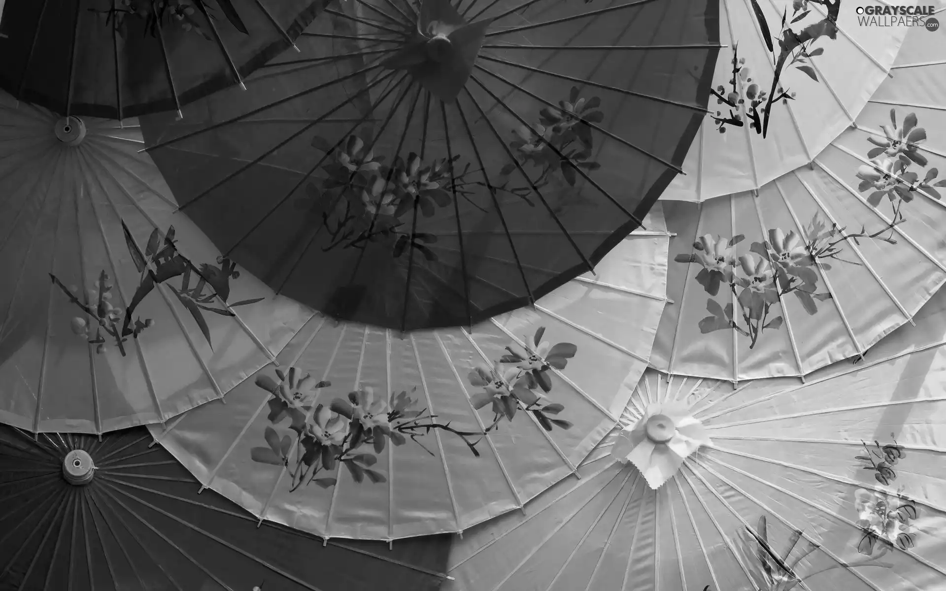 Japanese, color, flowers, umbrellas