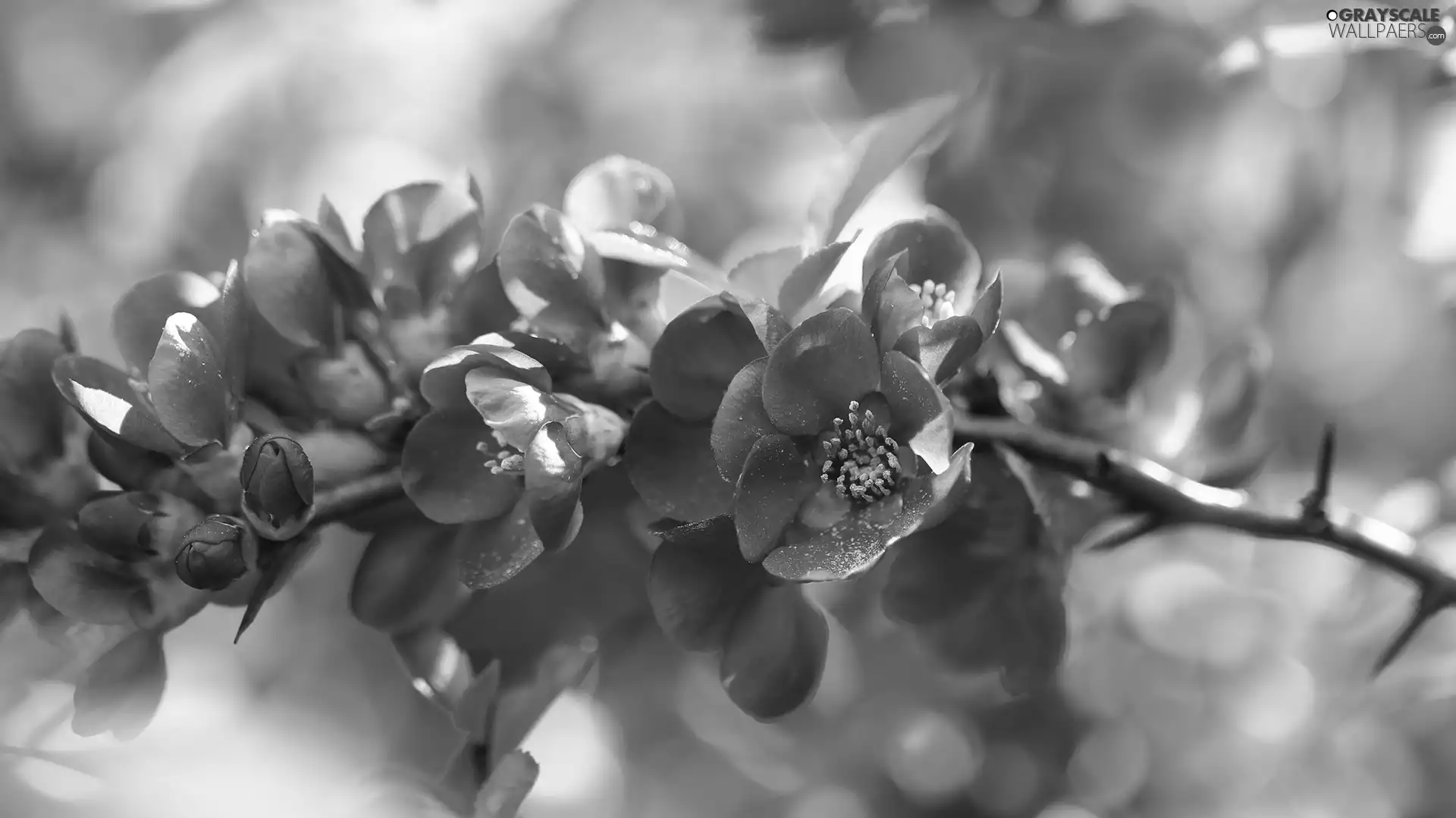 Japanese Quince, Red, Flowers