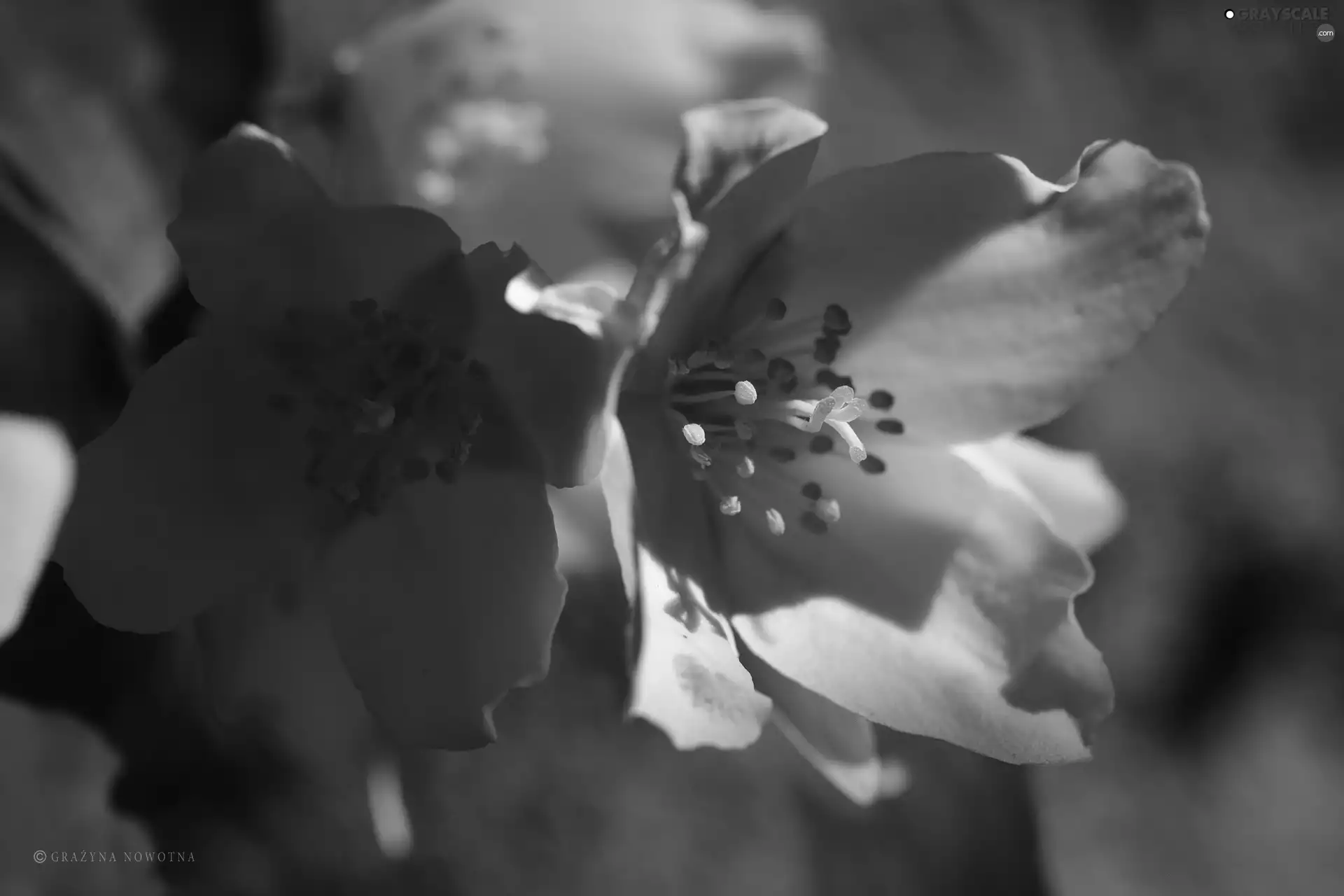 jasmine, White, Flowers, Bush