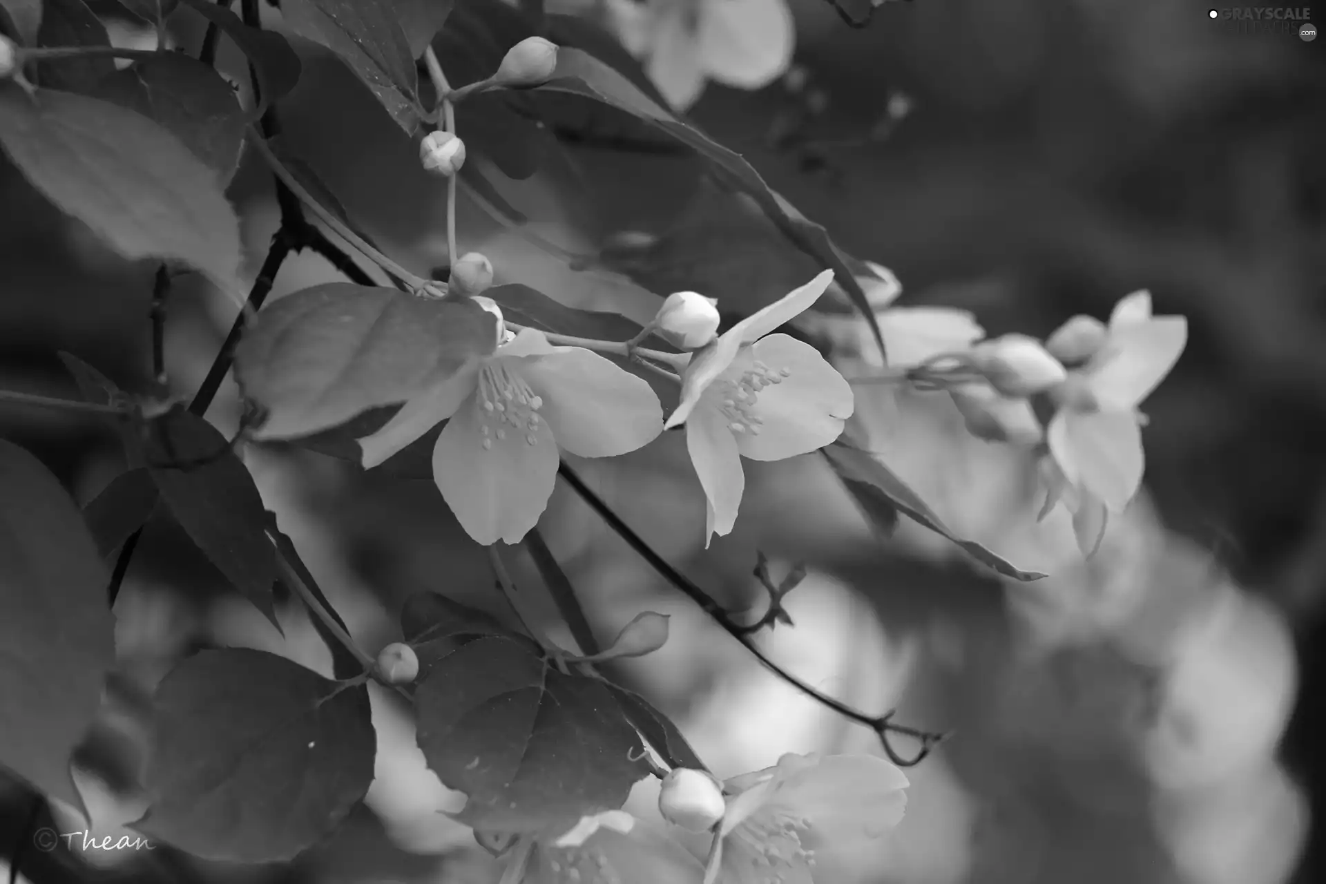 jasmine, White, Flowers, Bush