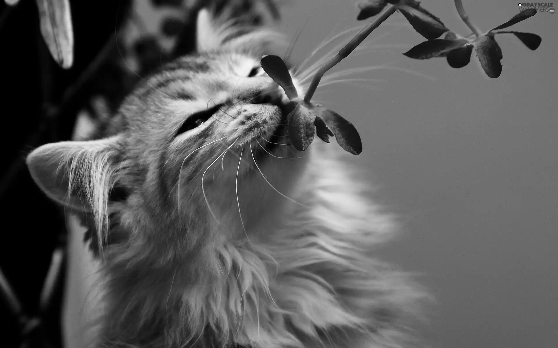 kitten, Flowers