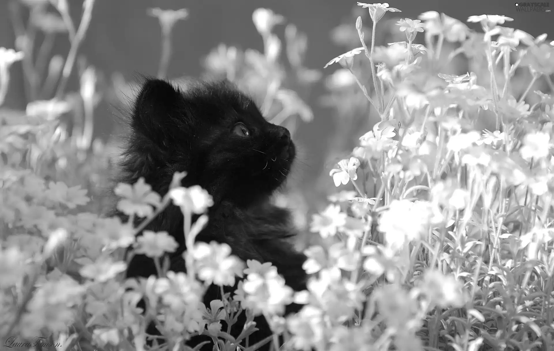 Flowers, Black, kitten