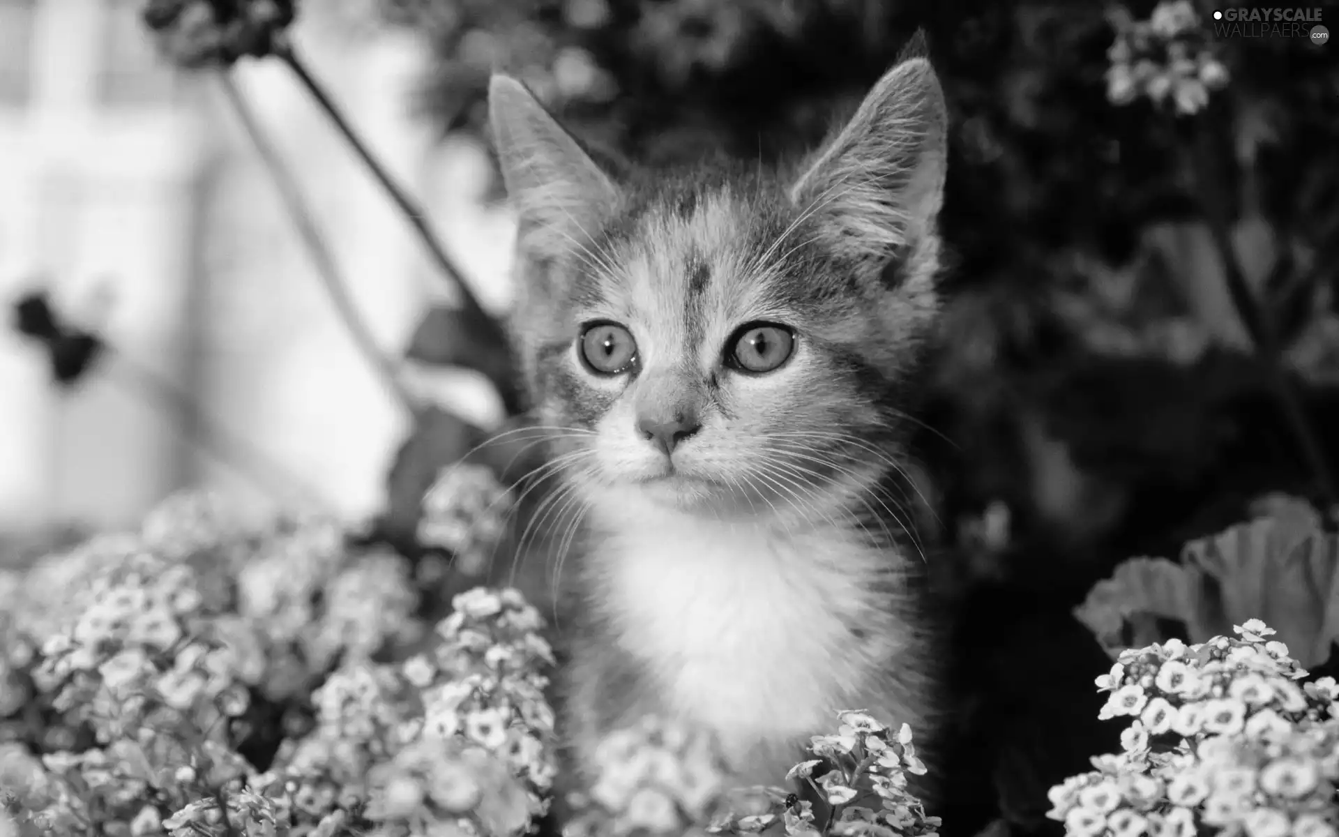 Flowers, ginger, kitten