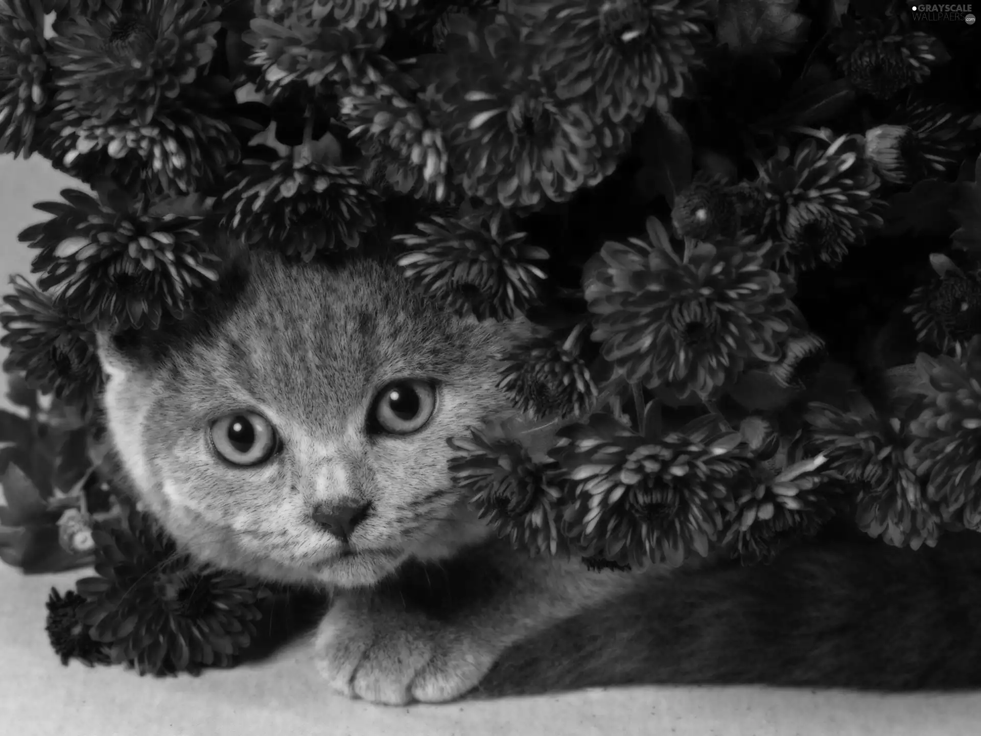 Gray, Flowers, chrysanthemum, kitten