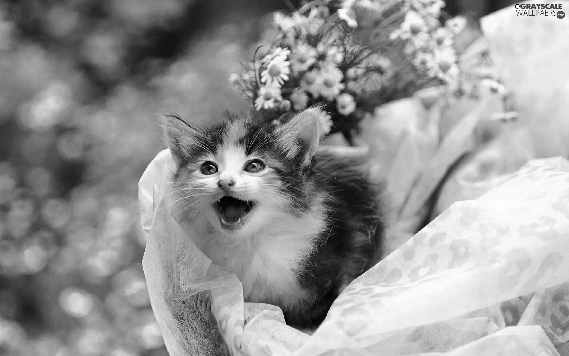 kitten, Flowers