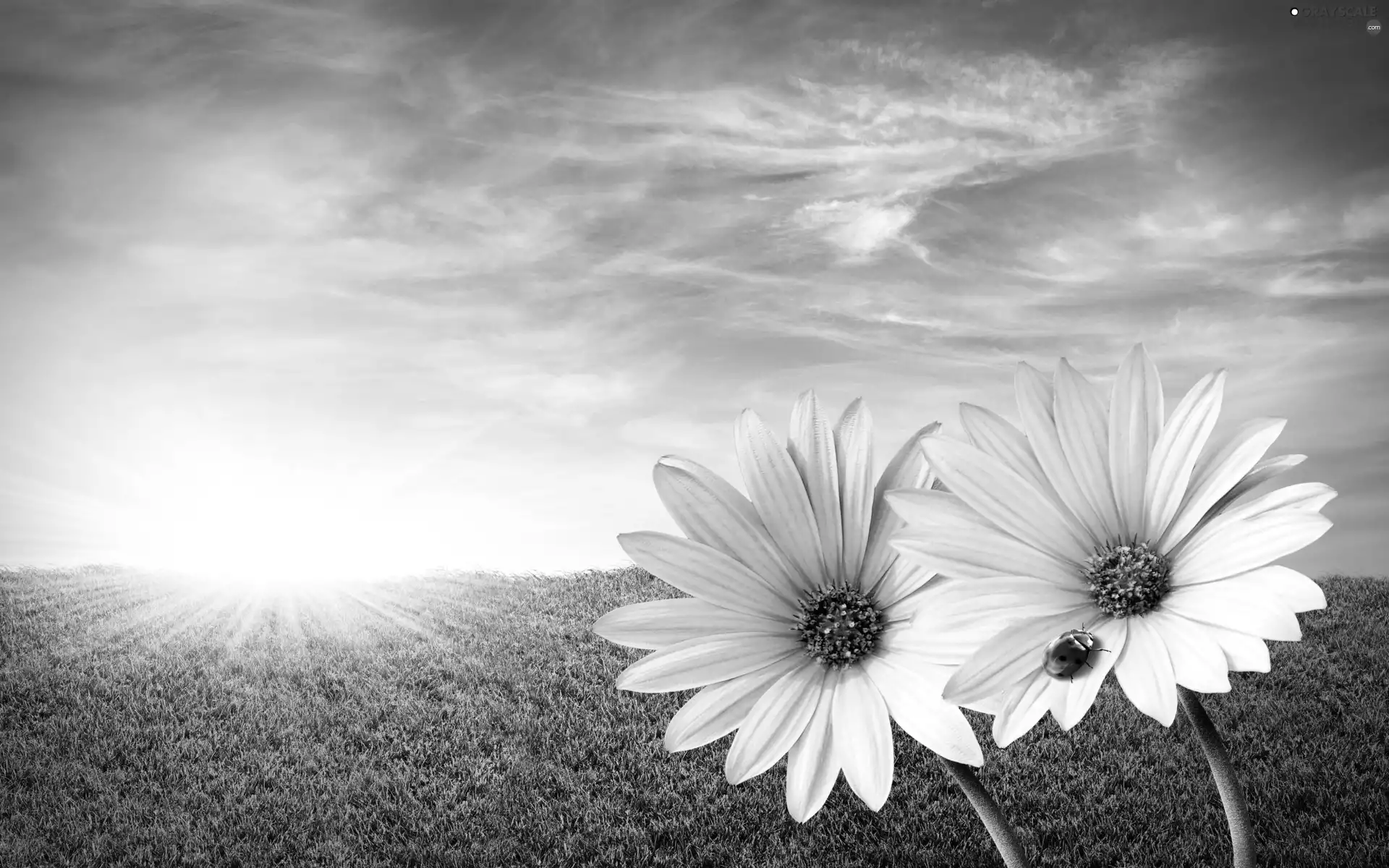 Flowers, ladybird, sun, White, Meadow