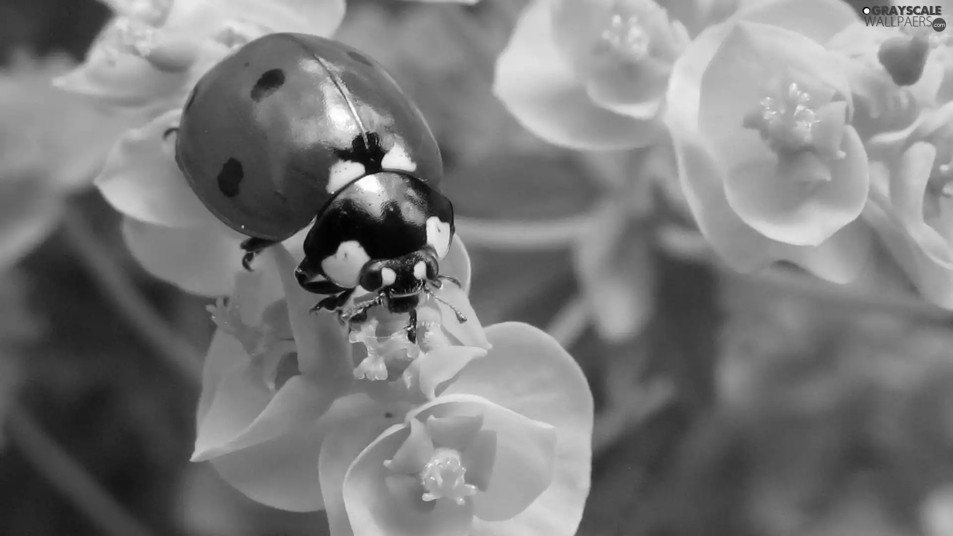 ladybird, Flowers