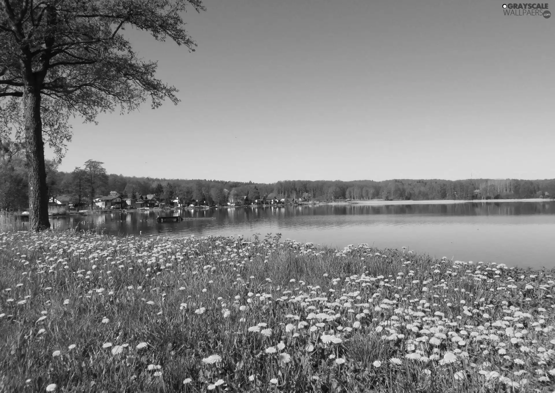 Flowers, Spring, lake