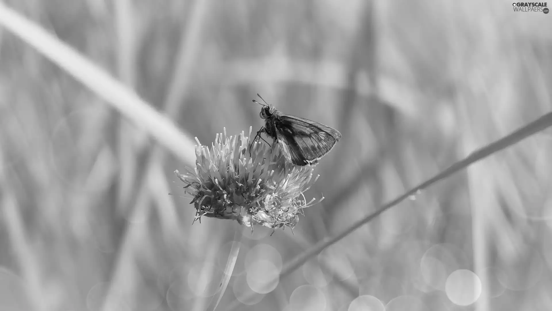 Colourfull Flowers, Large Skipper, butterfly