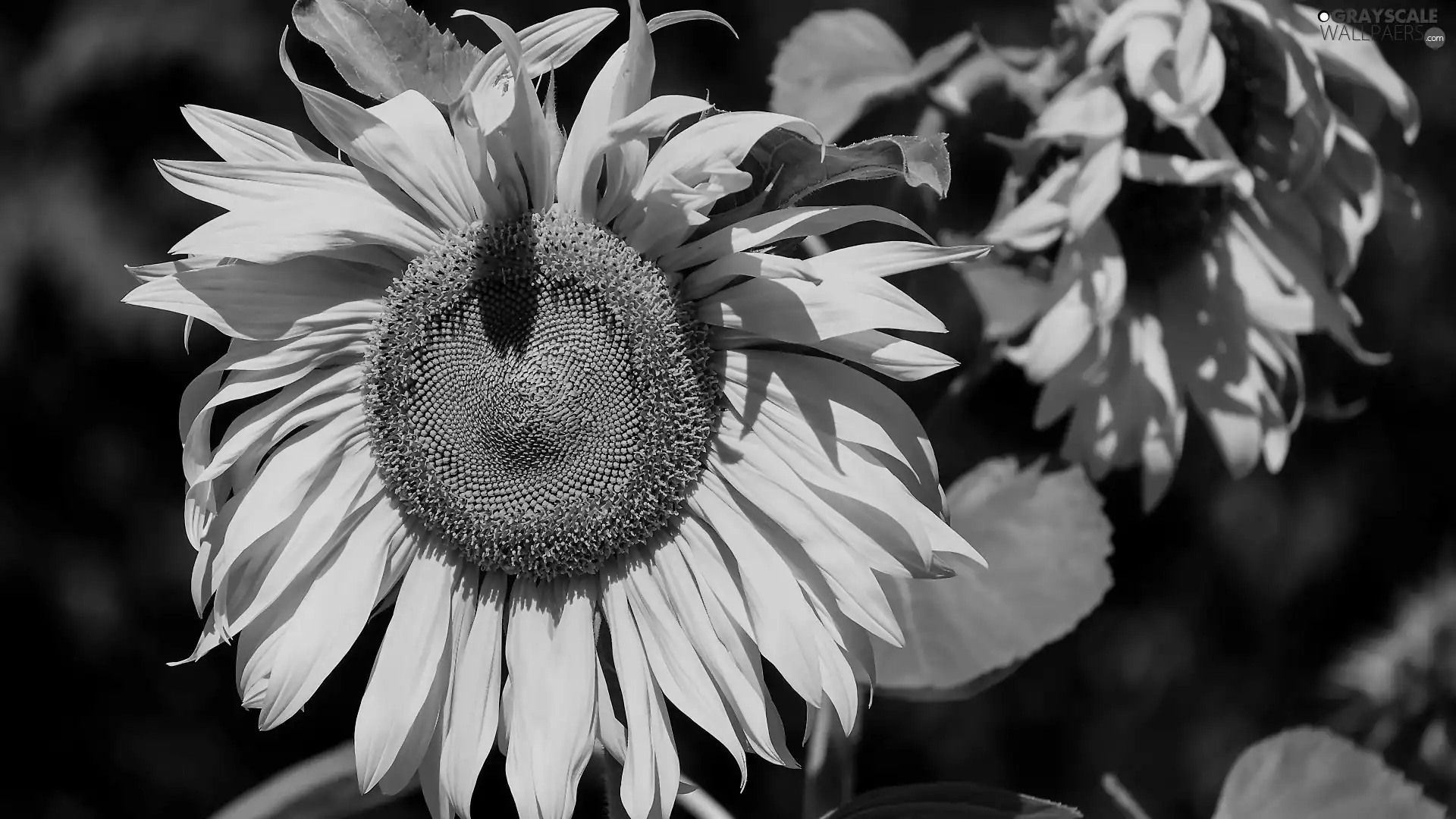 Leaf, Sunflower, Colourfull Flowers