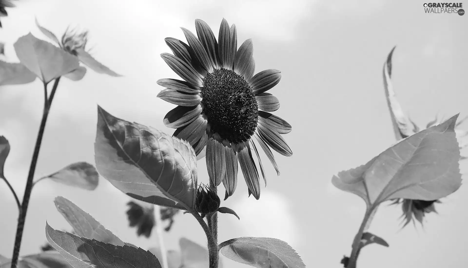 Colourfull Flowers, Leaf, Sky, Sunflower