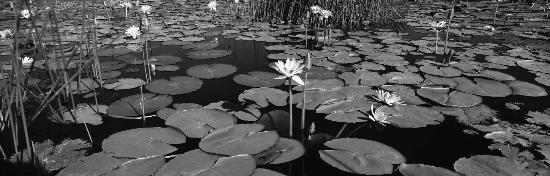 Flowers, water, Leaf