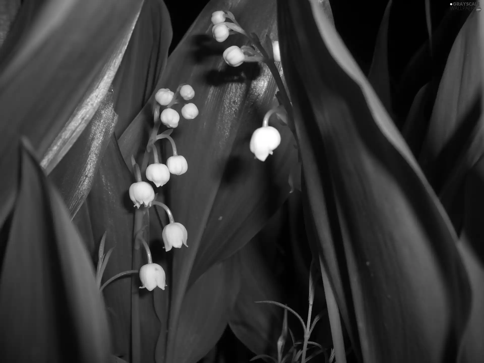 lily of the Valley, Flowers, Leaf, White