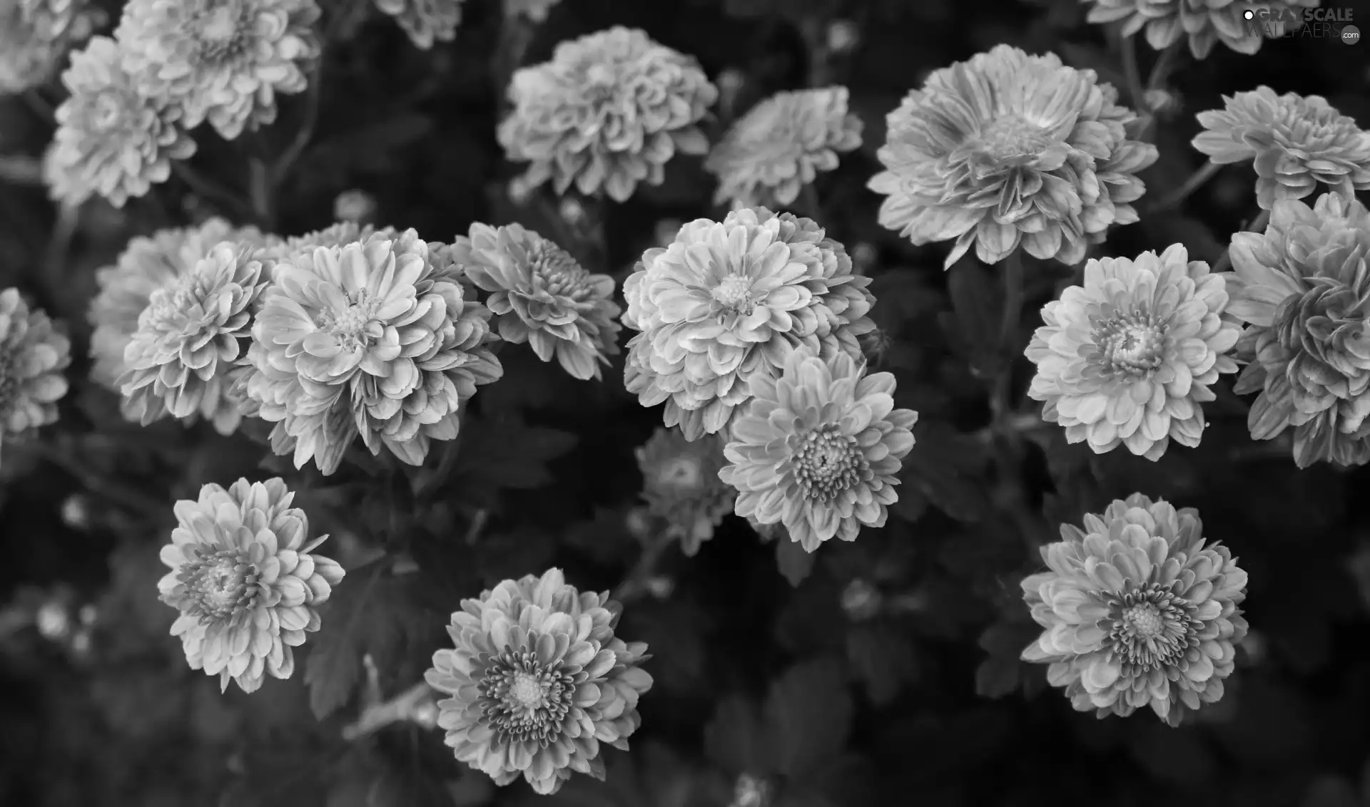 Flowers, Leaf