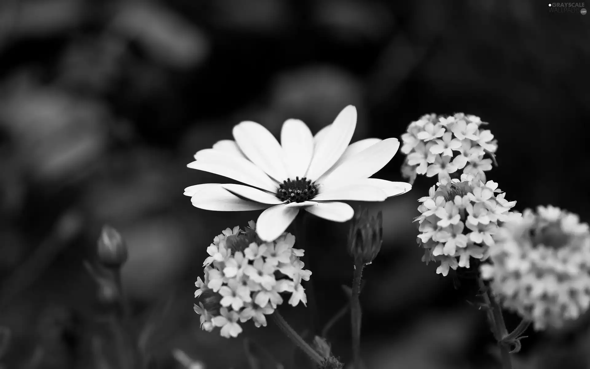 lilac, Flowers