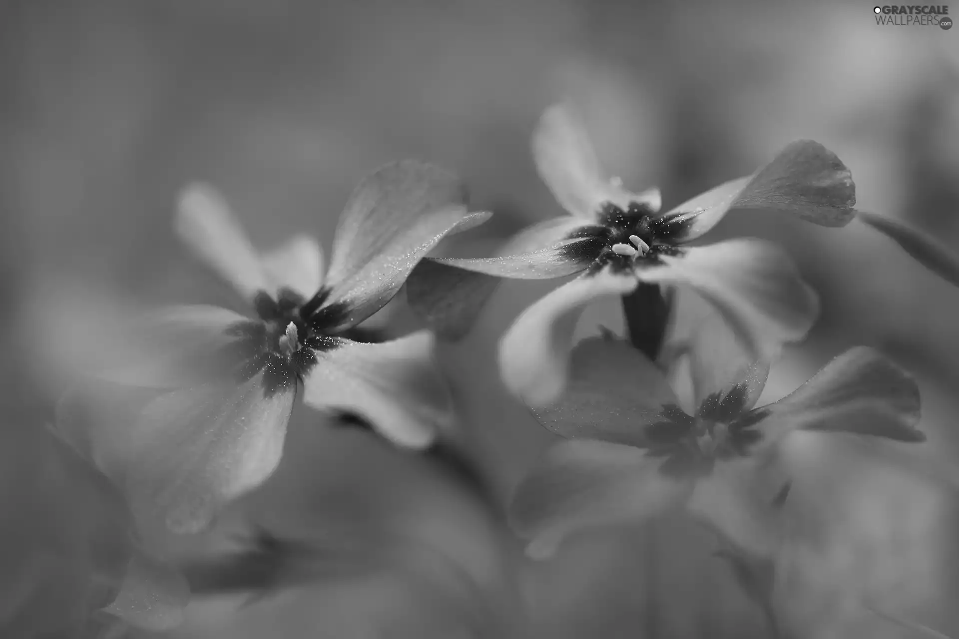 lilac, Flowers