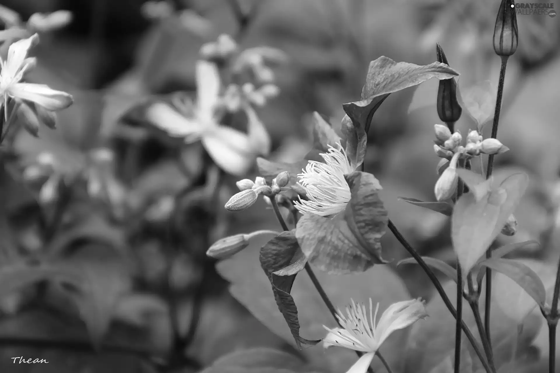 lilac, Flowers