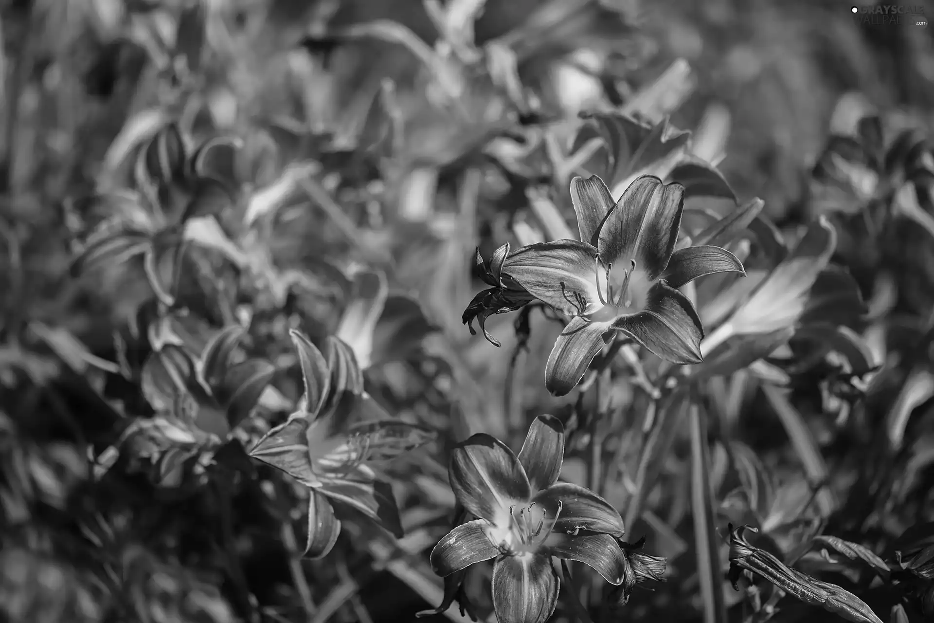 Flowers, Pink, lilies