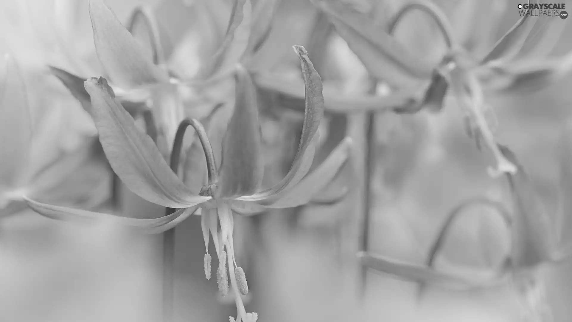 Mahogany Fawn Lily, Pink, fuzzy, background, rods, Flowers