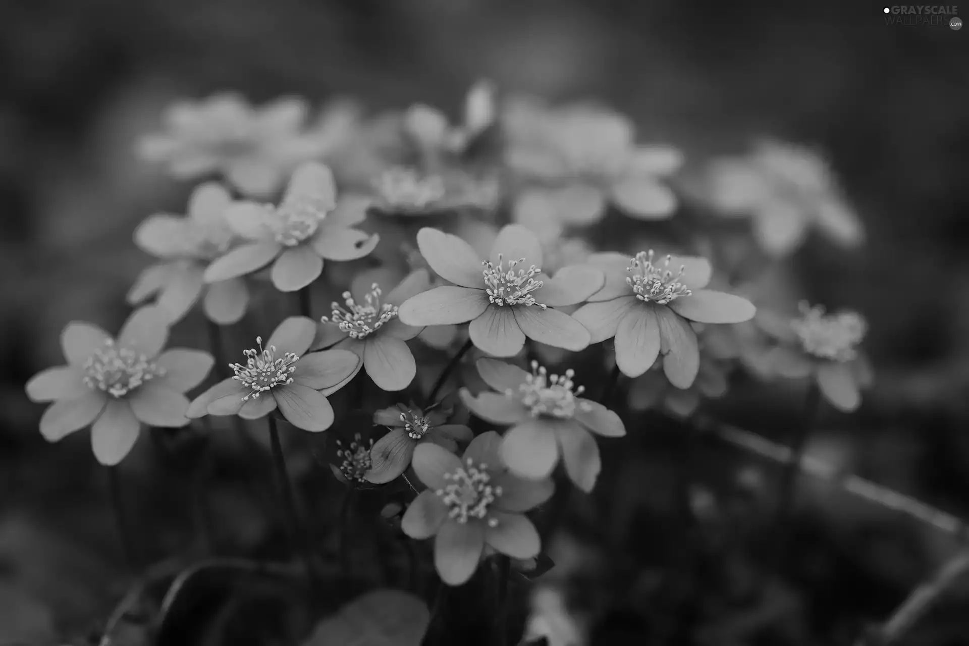 Flowers, purple, Liverworts