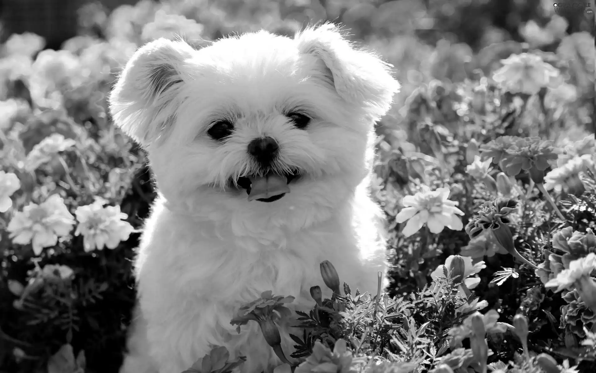 Flowers, Maltese, doggy, color, White
