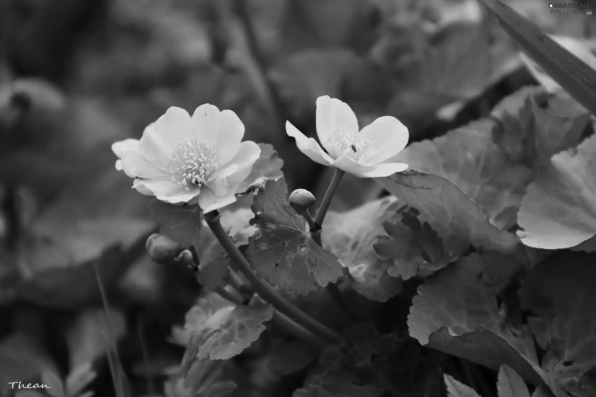 marigolds, Flowers