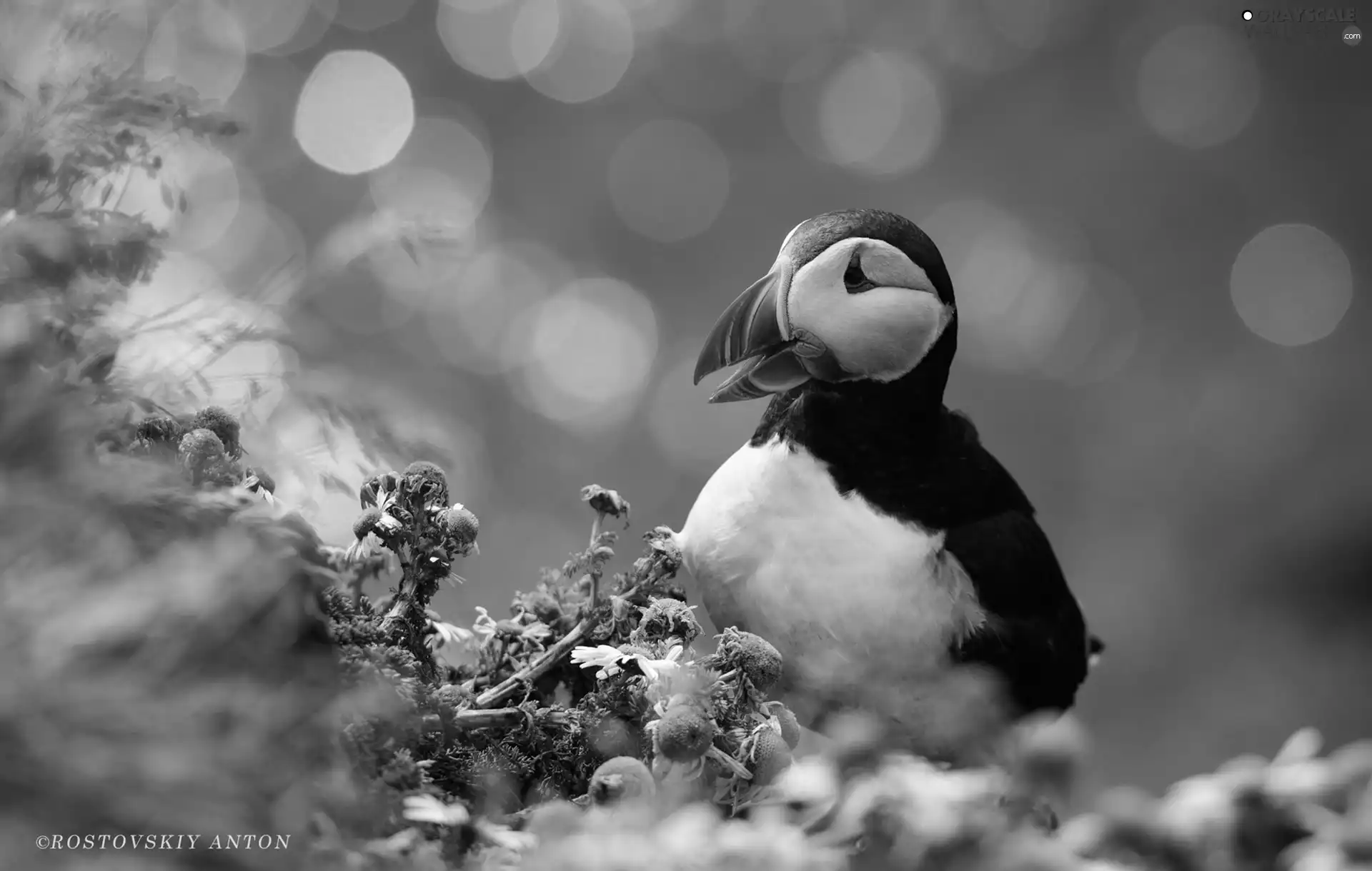 Flowers, Bird, Maskonur