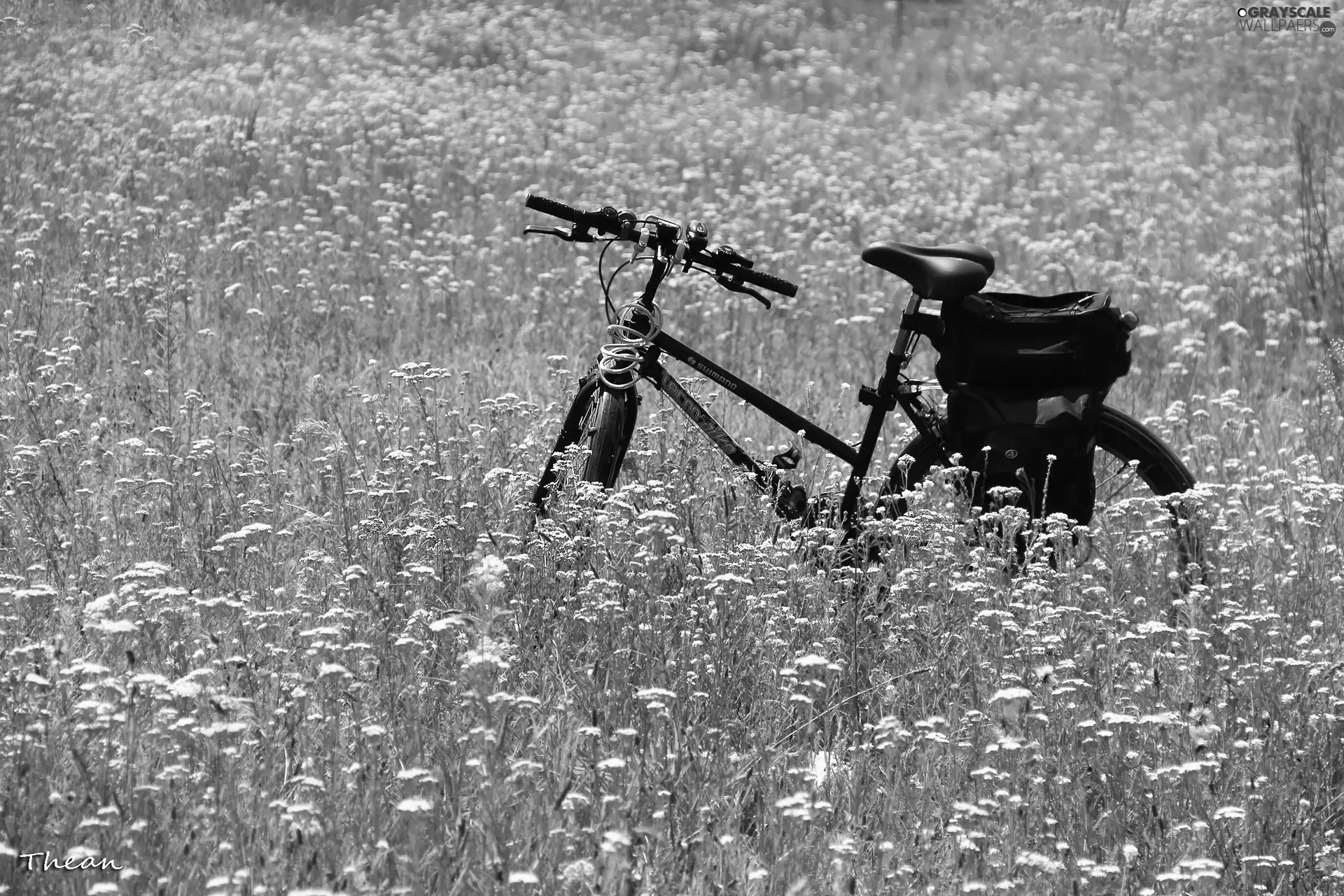 Flowers, Bike, Meadow