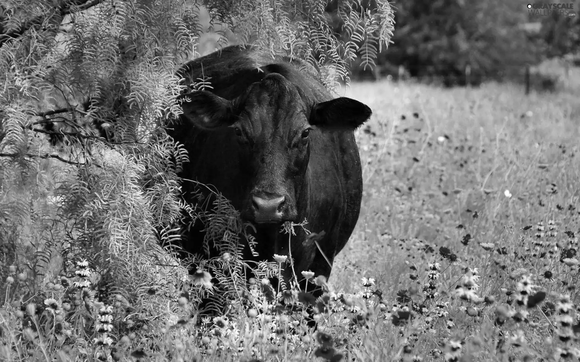 Flowers, Cow, Meadow