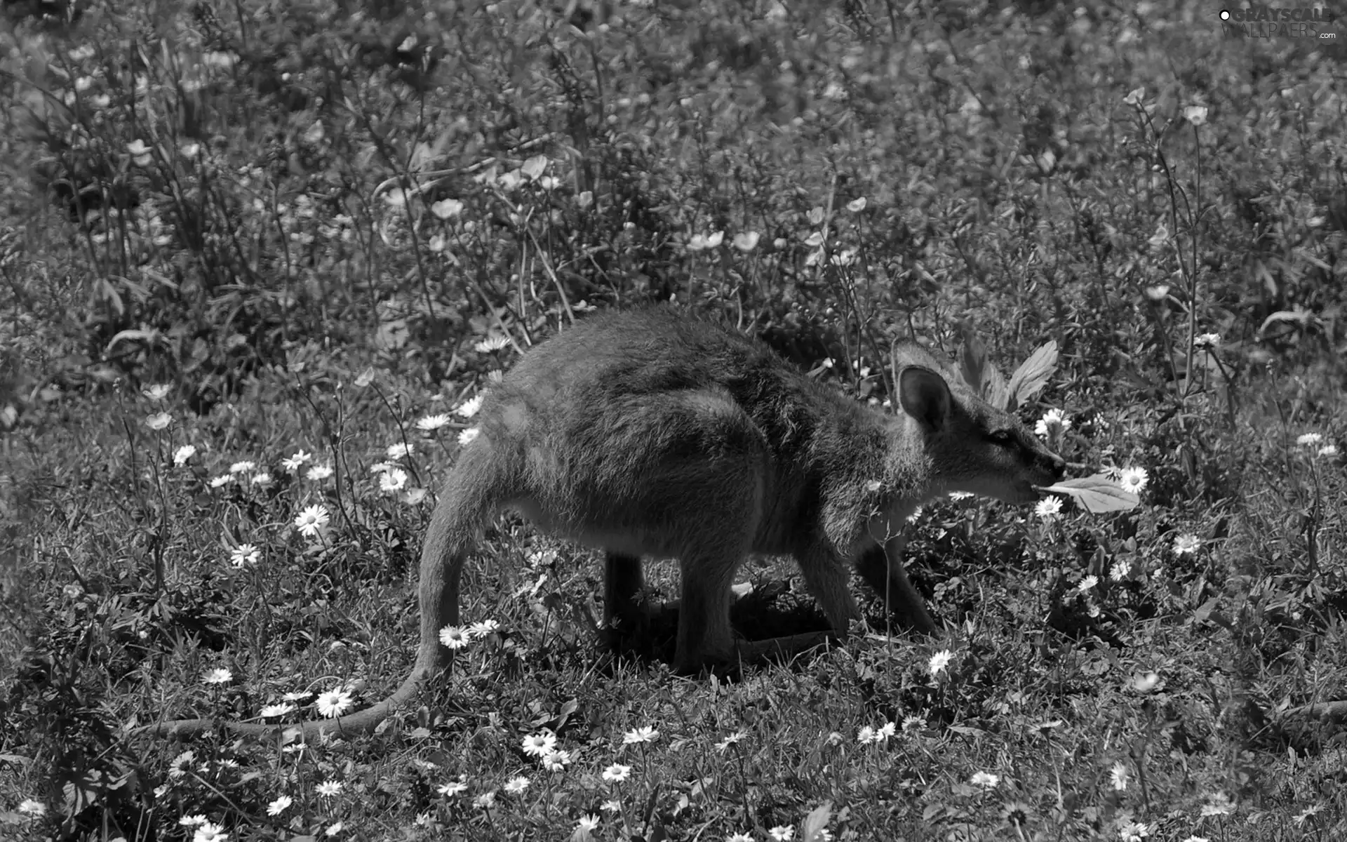 Flowers, kangaroo, Meadow