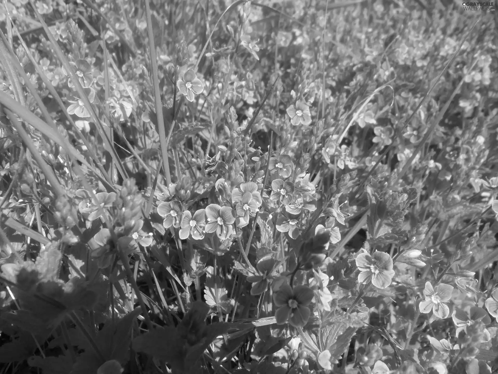 Flowers, speedwell, Blue, Wildflowers, Meadow