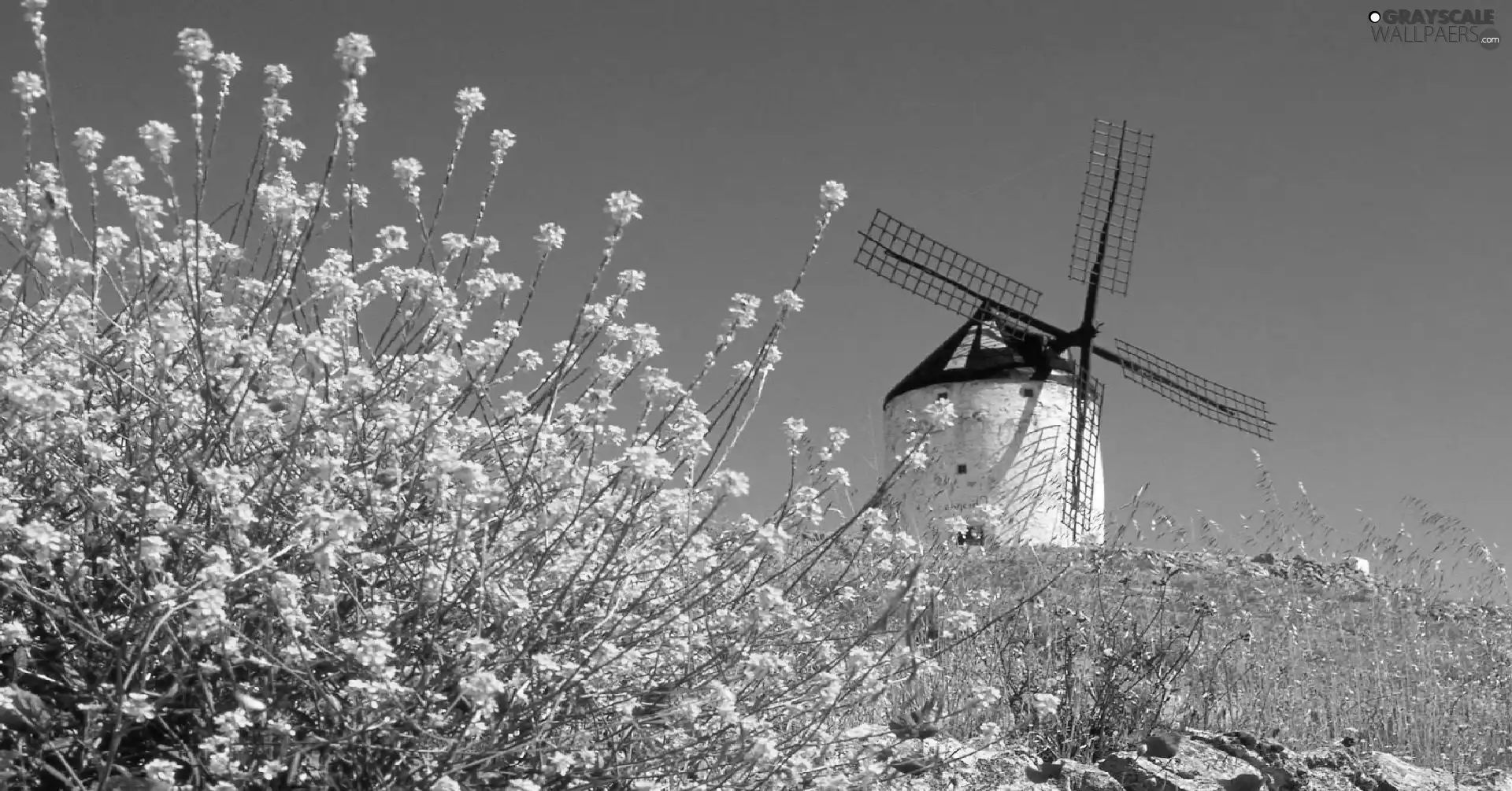 Flowers, Windmill, Meadow